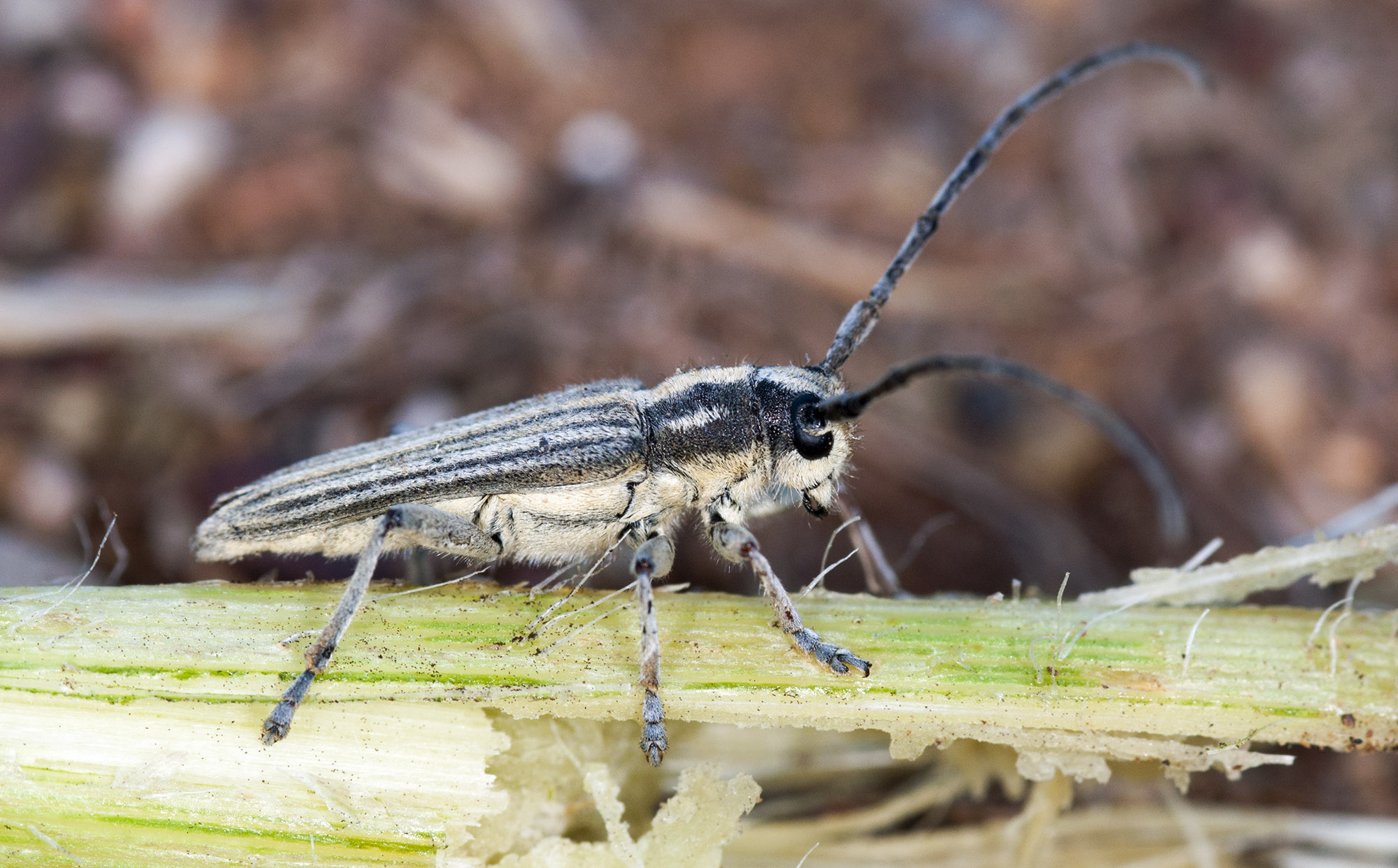 Mimocoptosia luteovittigera