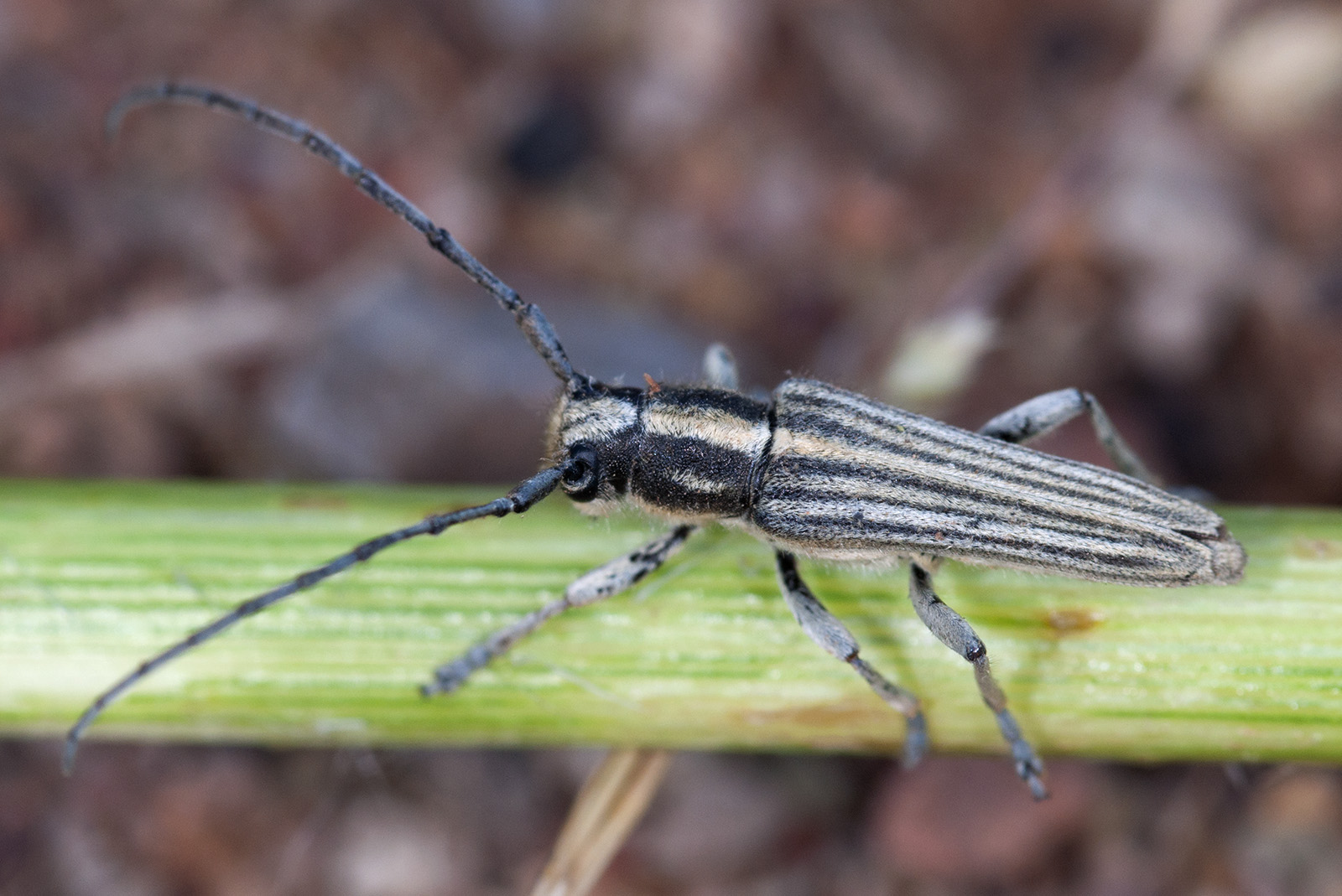 Mimocoptosia luteovittigera