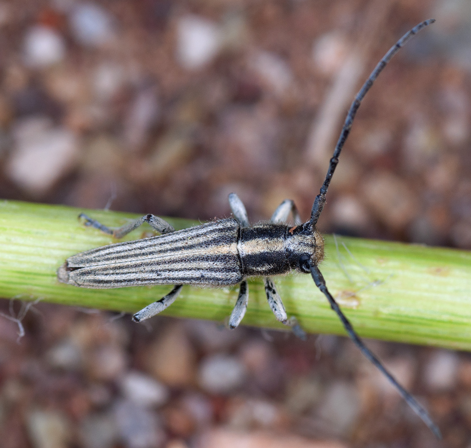 Mimocoptosia luteovittigera