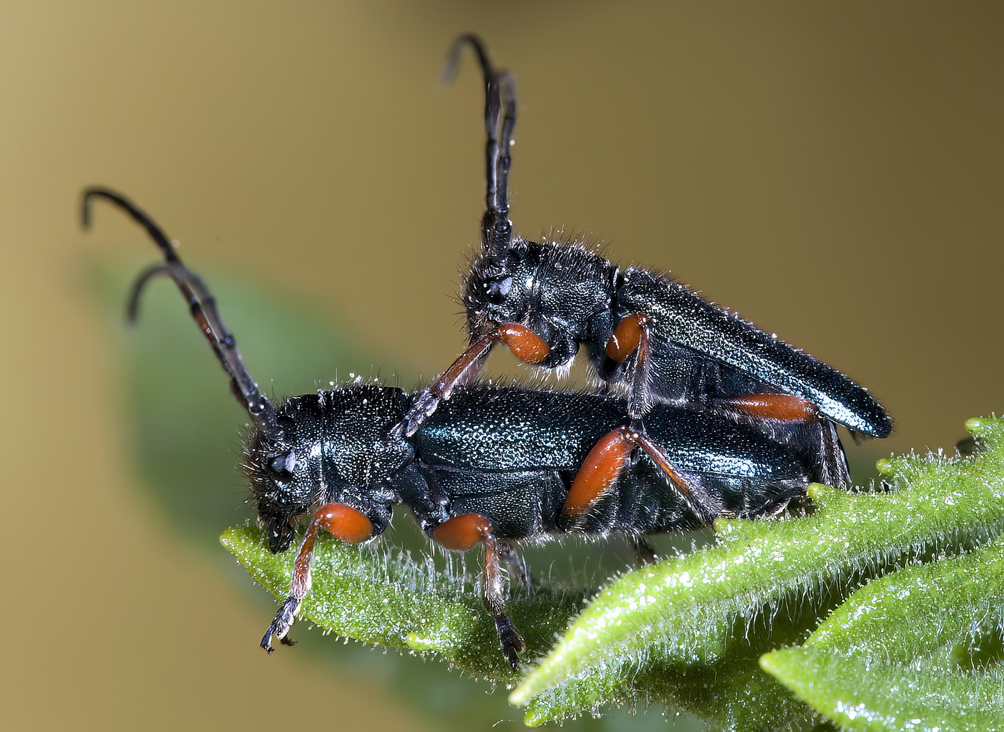 Phytoecia millefolii alziari