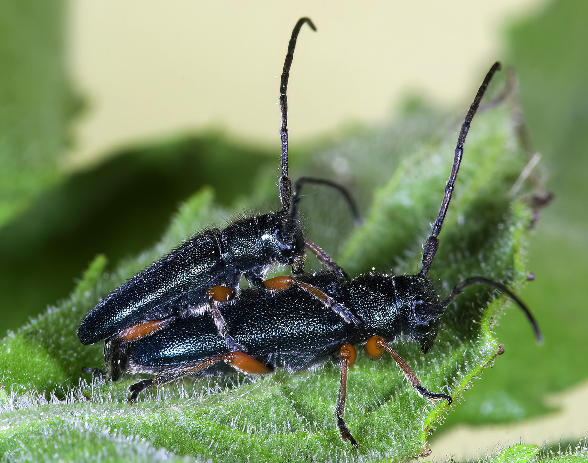 Phytoecia millefolii alziari