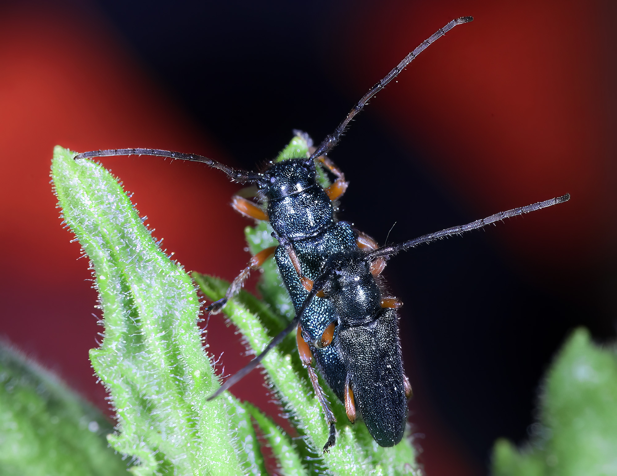 Phytoecia millefolii alziari