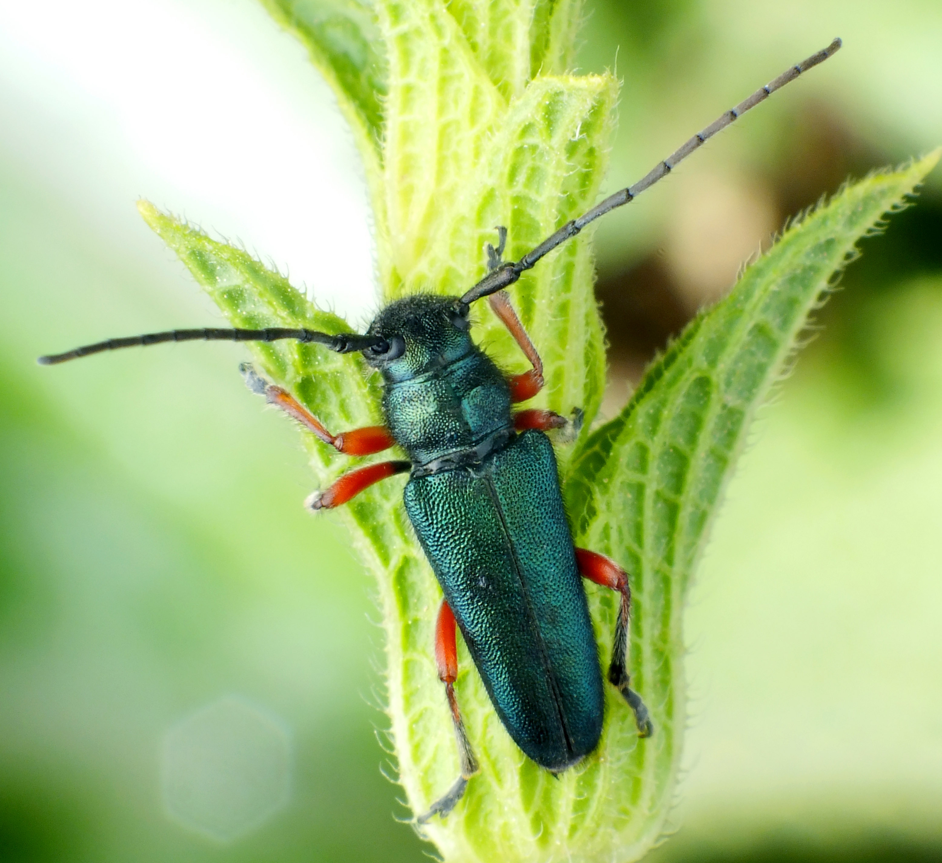 Phytoecia millefolii alziari