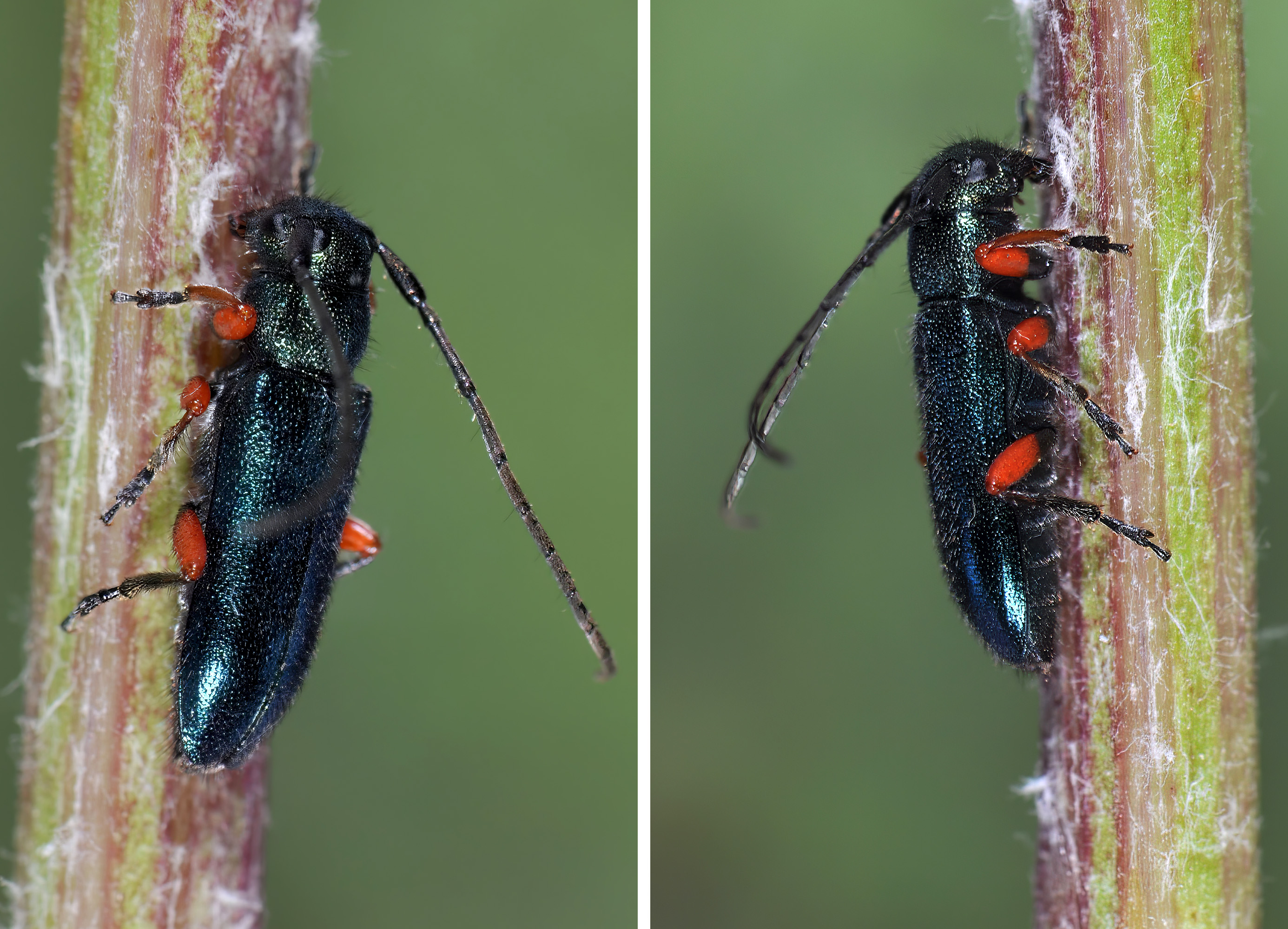 Phytoecia millefolii millefolii