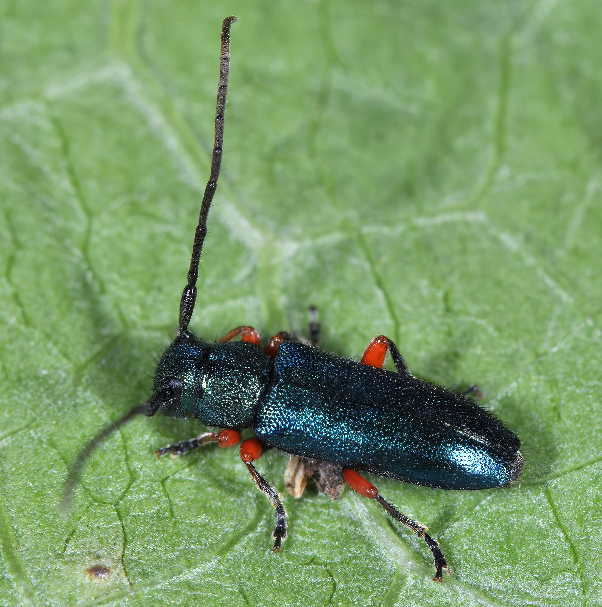 Phytoecia millefolii millefolii