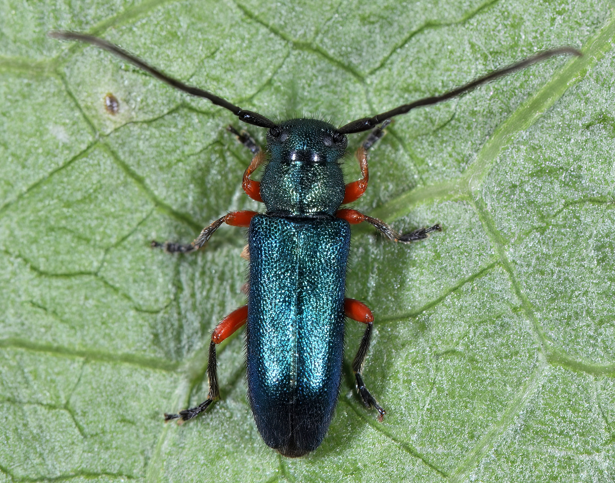 Phytoecia millefolii millefolii