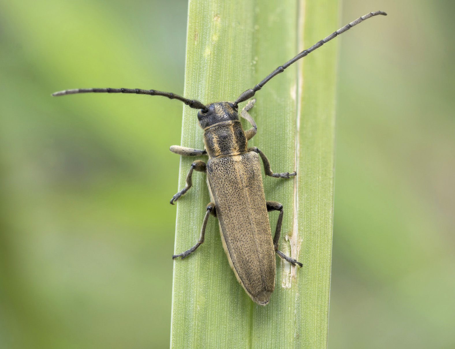 Phytoecia nigricornis