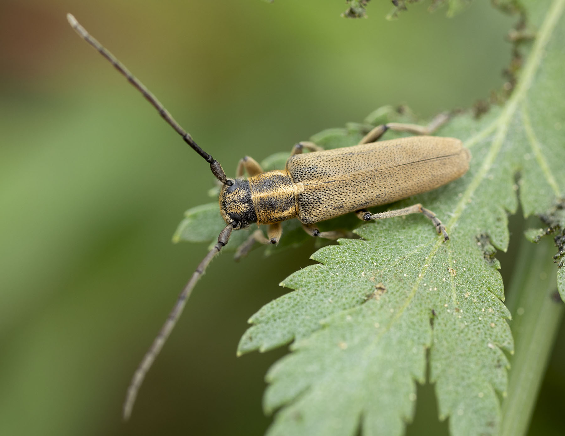 Phytoecia nigricornis