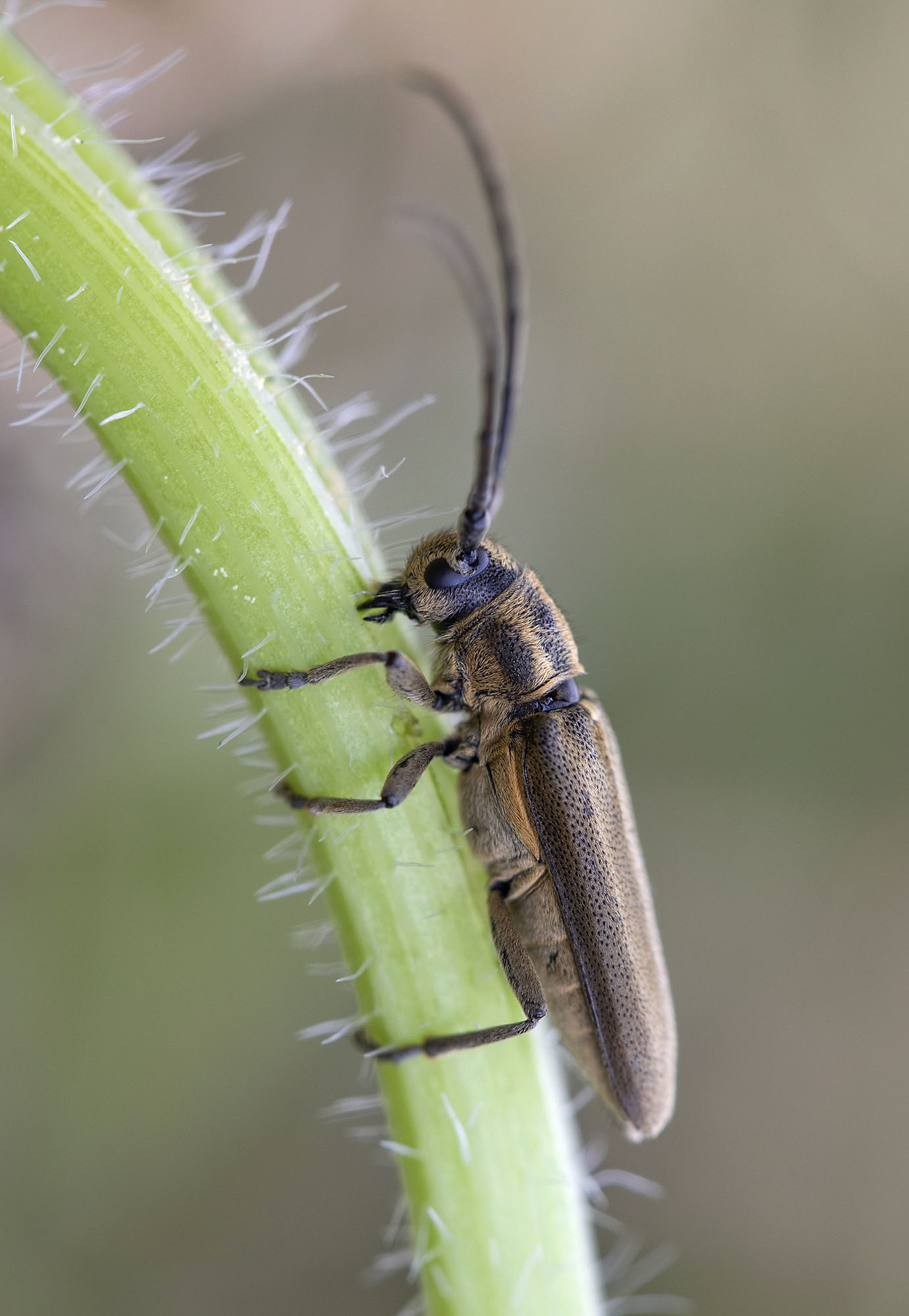 Phytoecia nigricornis