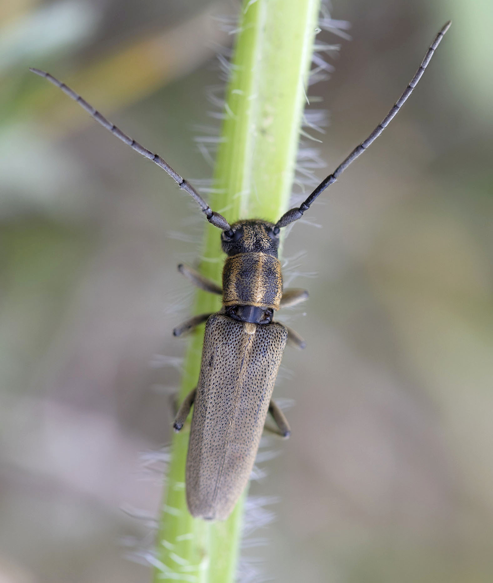 Phytoecia nigricornis