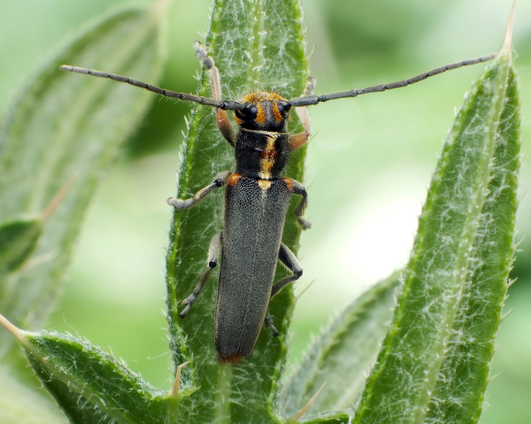 Phytoecia paulusi paulusi