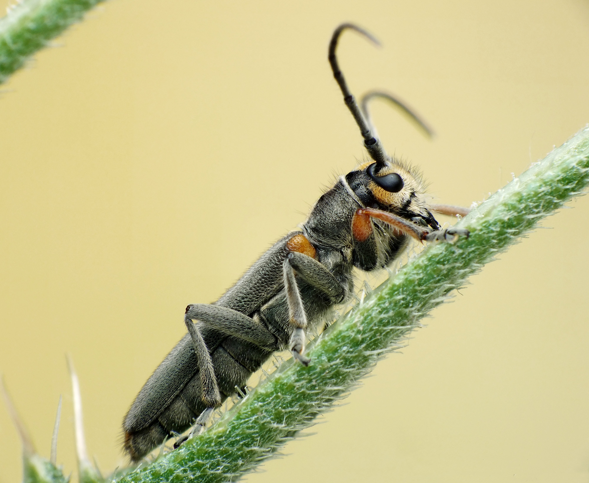 Phytoecia paulusi paulusi