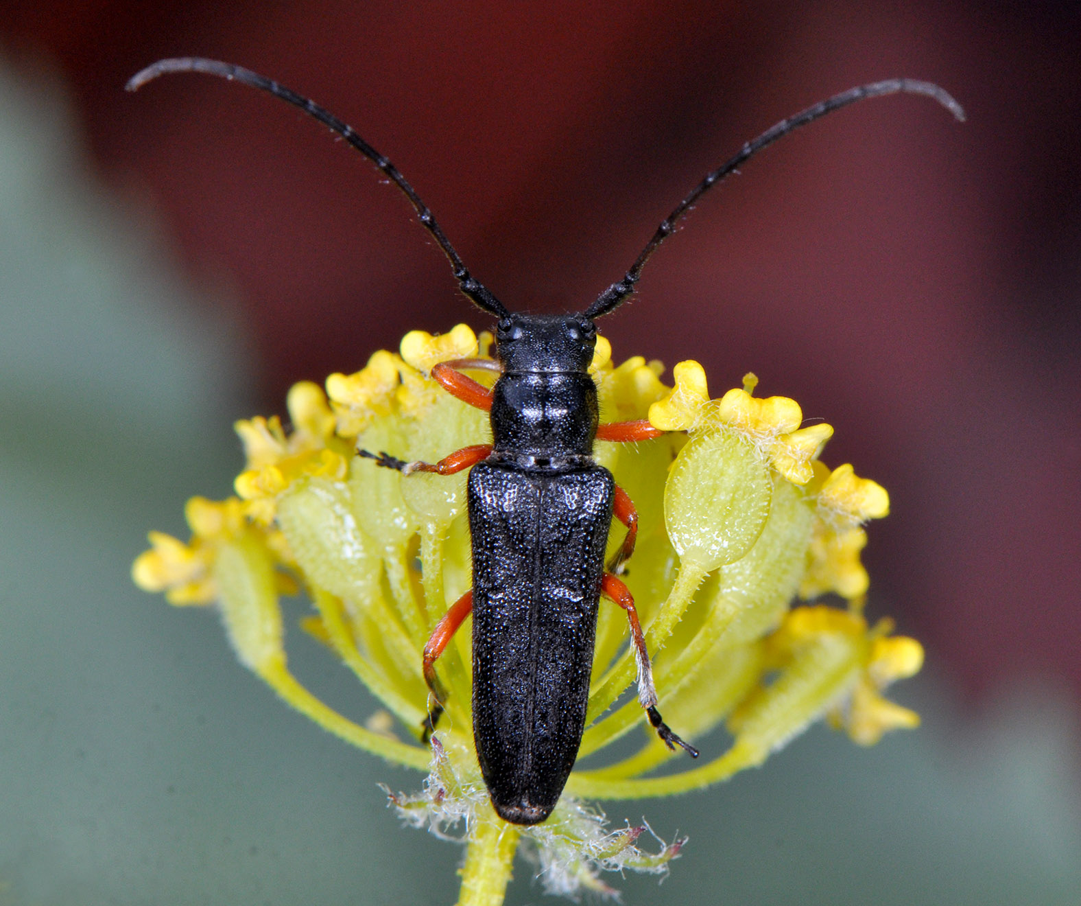 Phytoecia pici