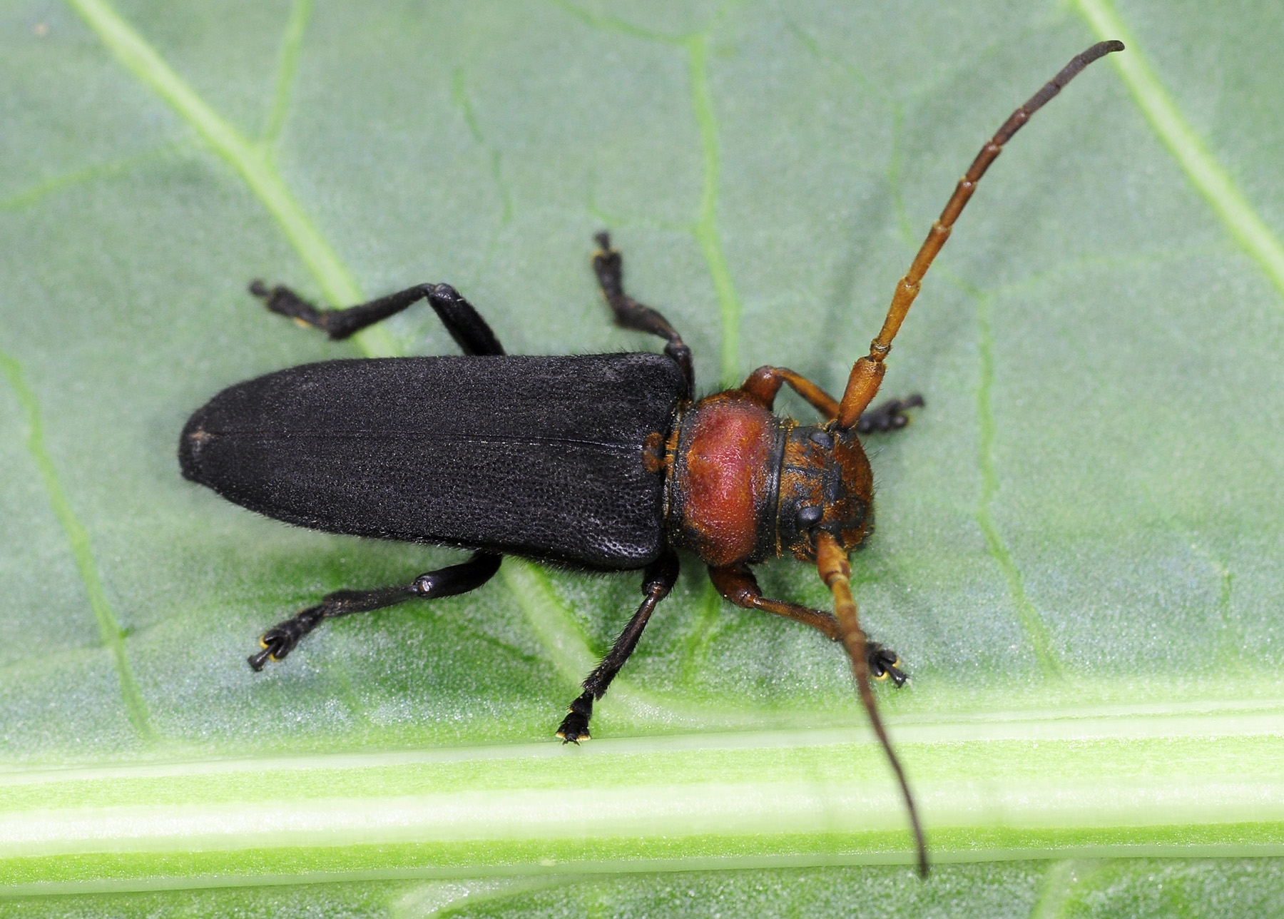 Phytoecia plasoni