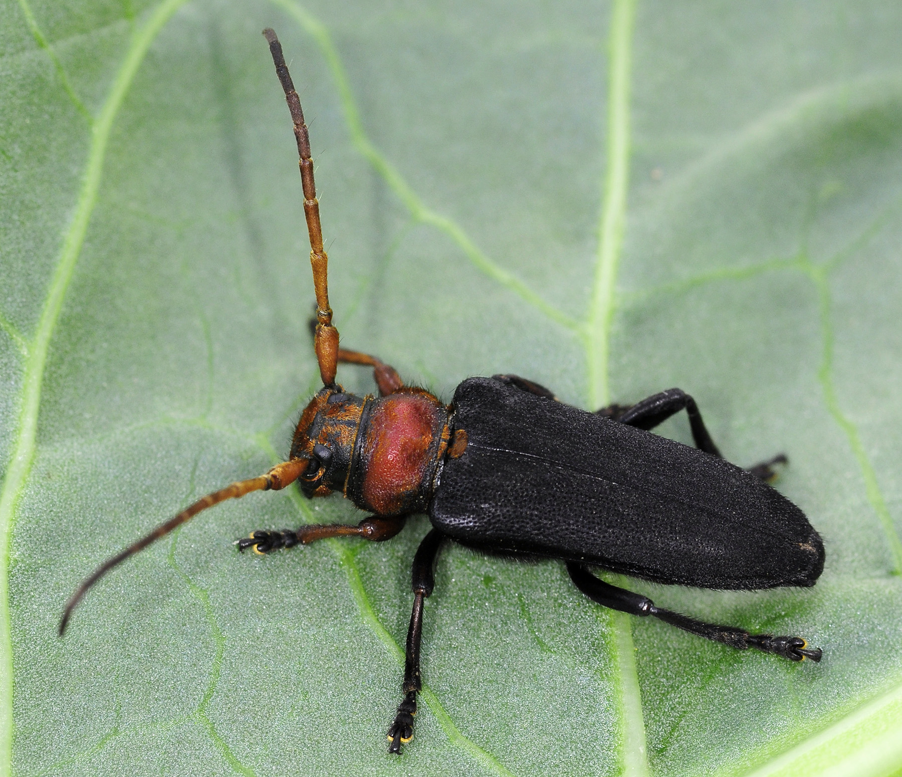 Phytoecia plasoni