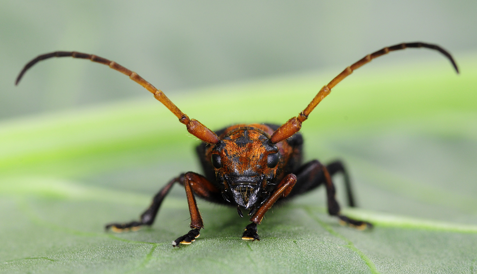 Phytoecia plasoni