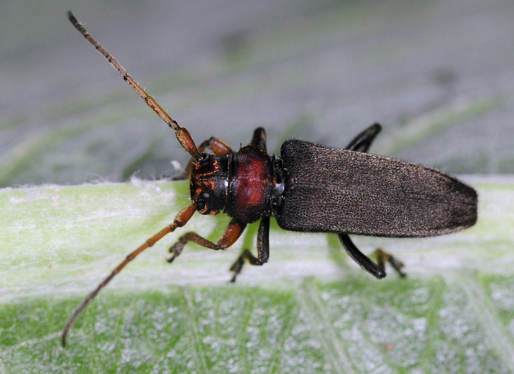 Phytoecia plasoni