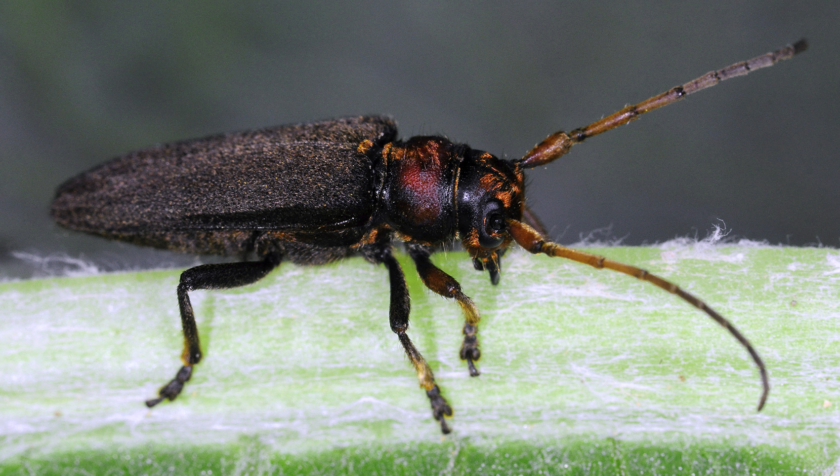 Phytoecia plasoni