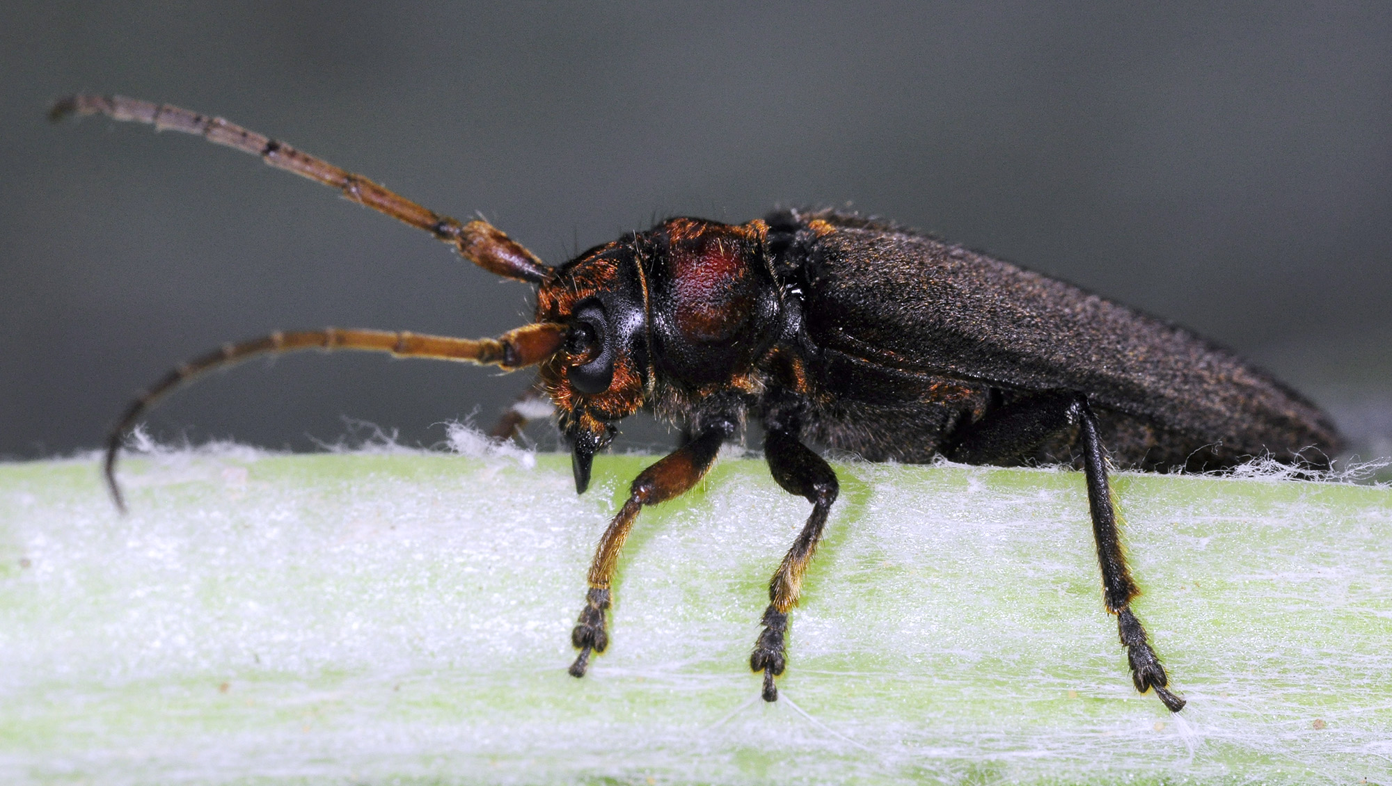 Phytoecia plasoni