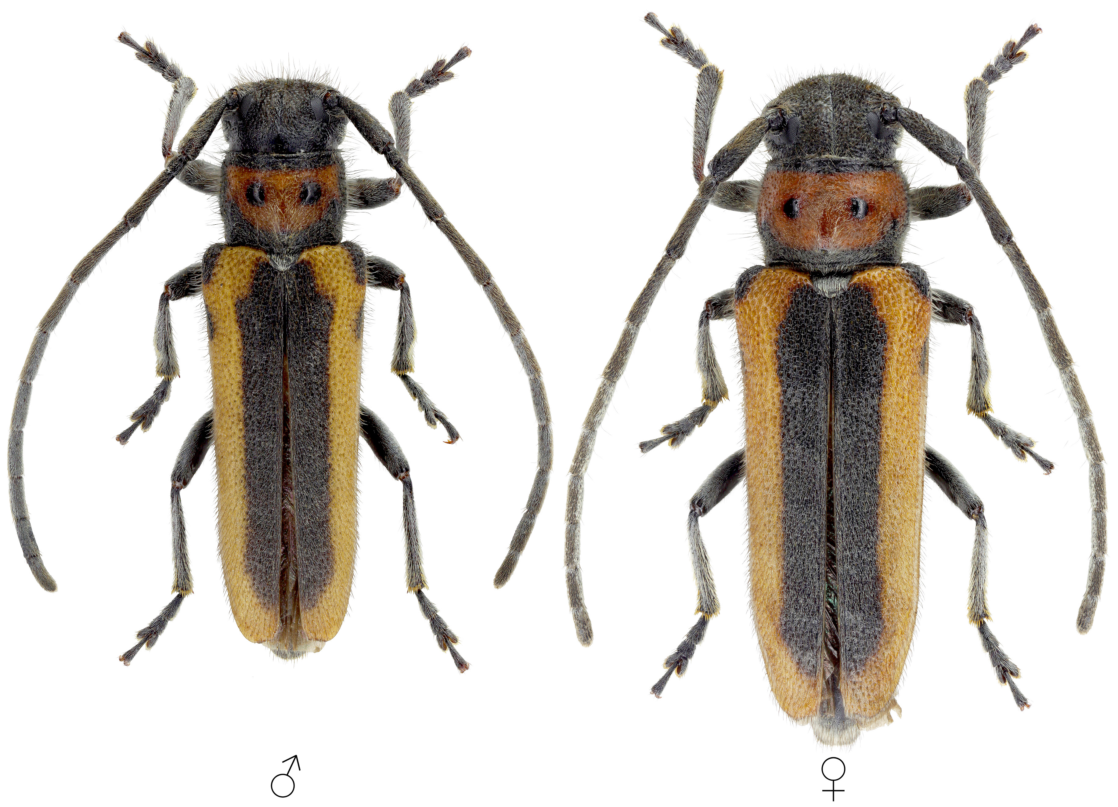 Phytoecia praetextata praetextata