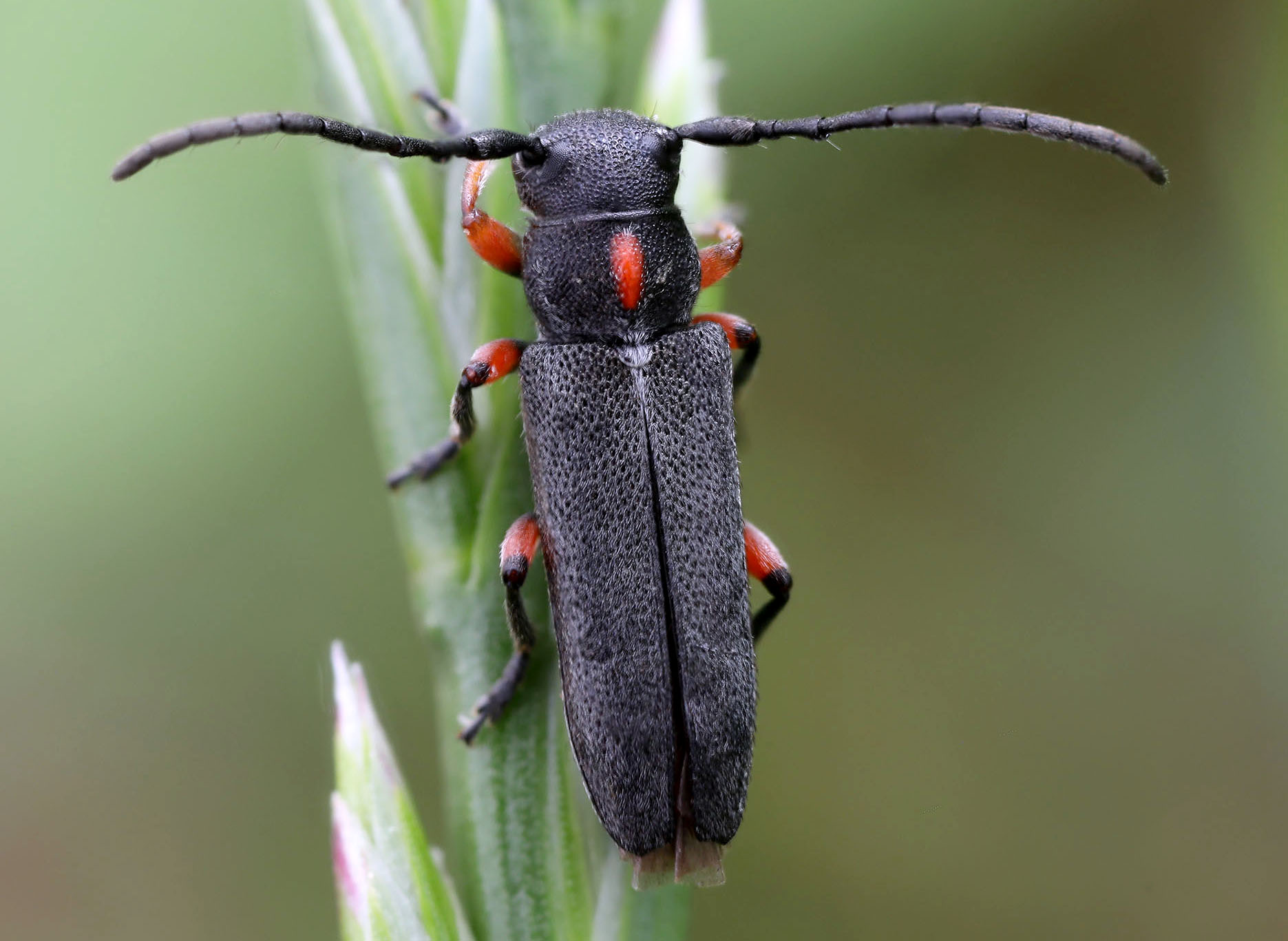 Phytoecia pustulata