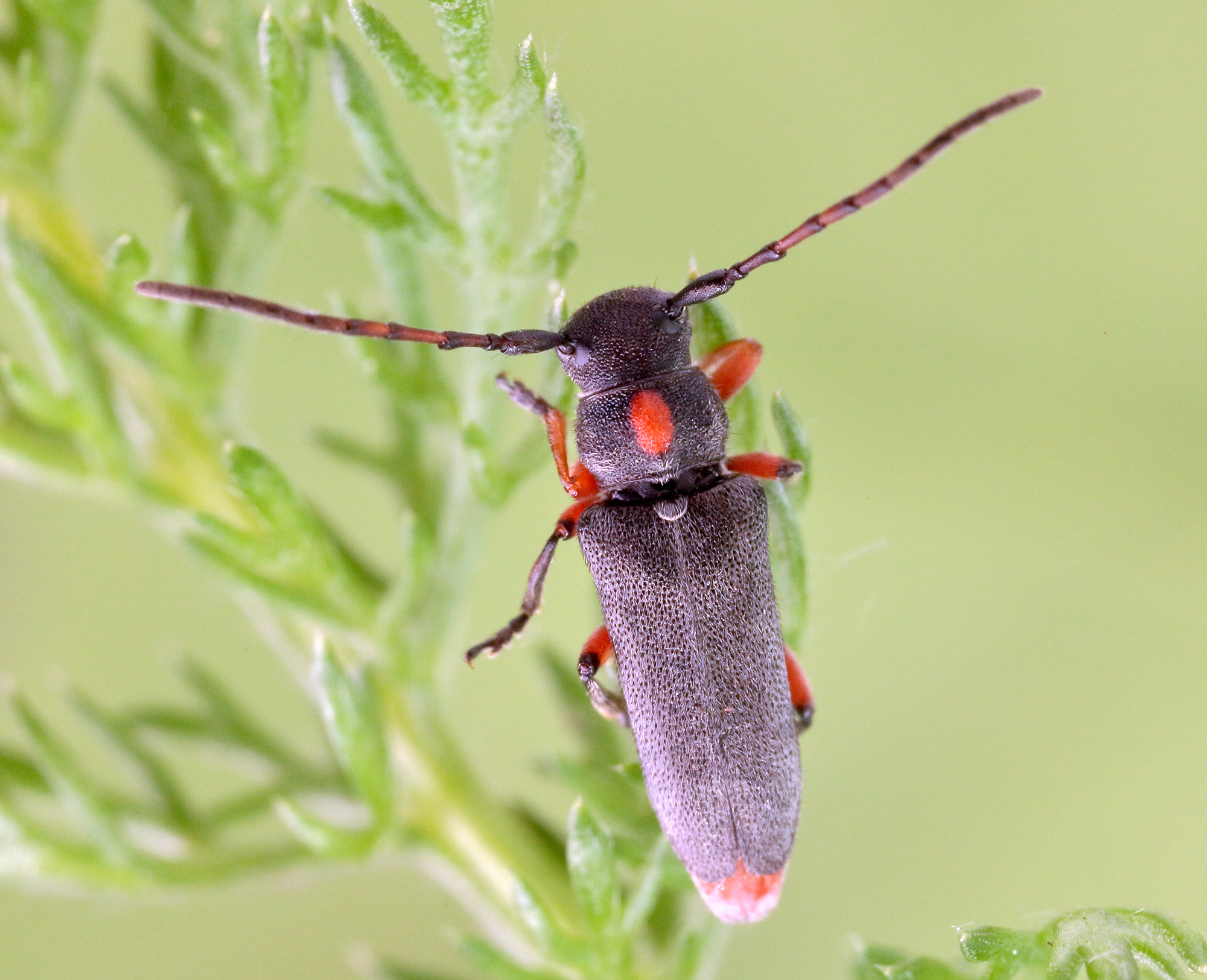 Phytoecia pustulata