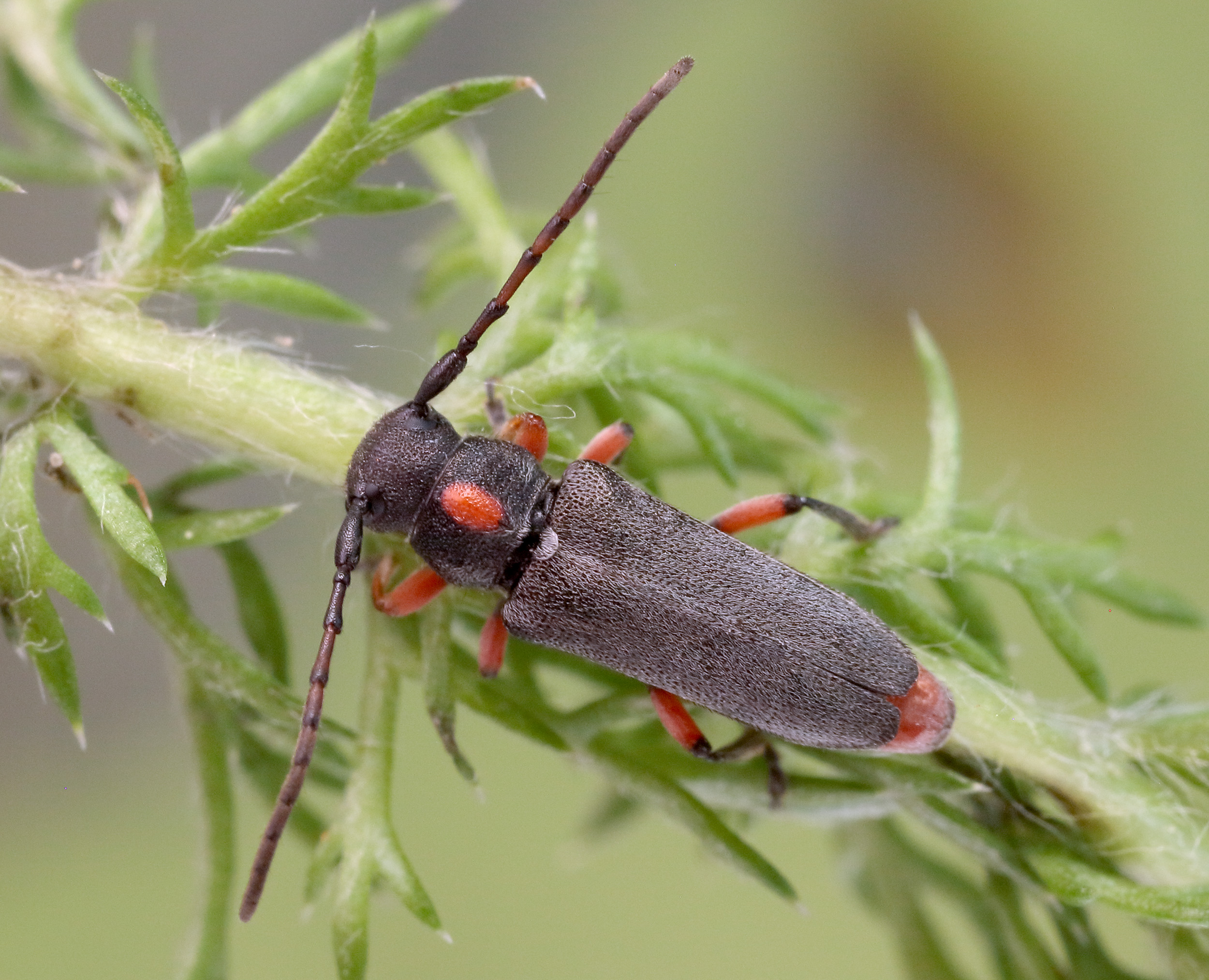 Phytoecia pustulata