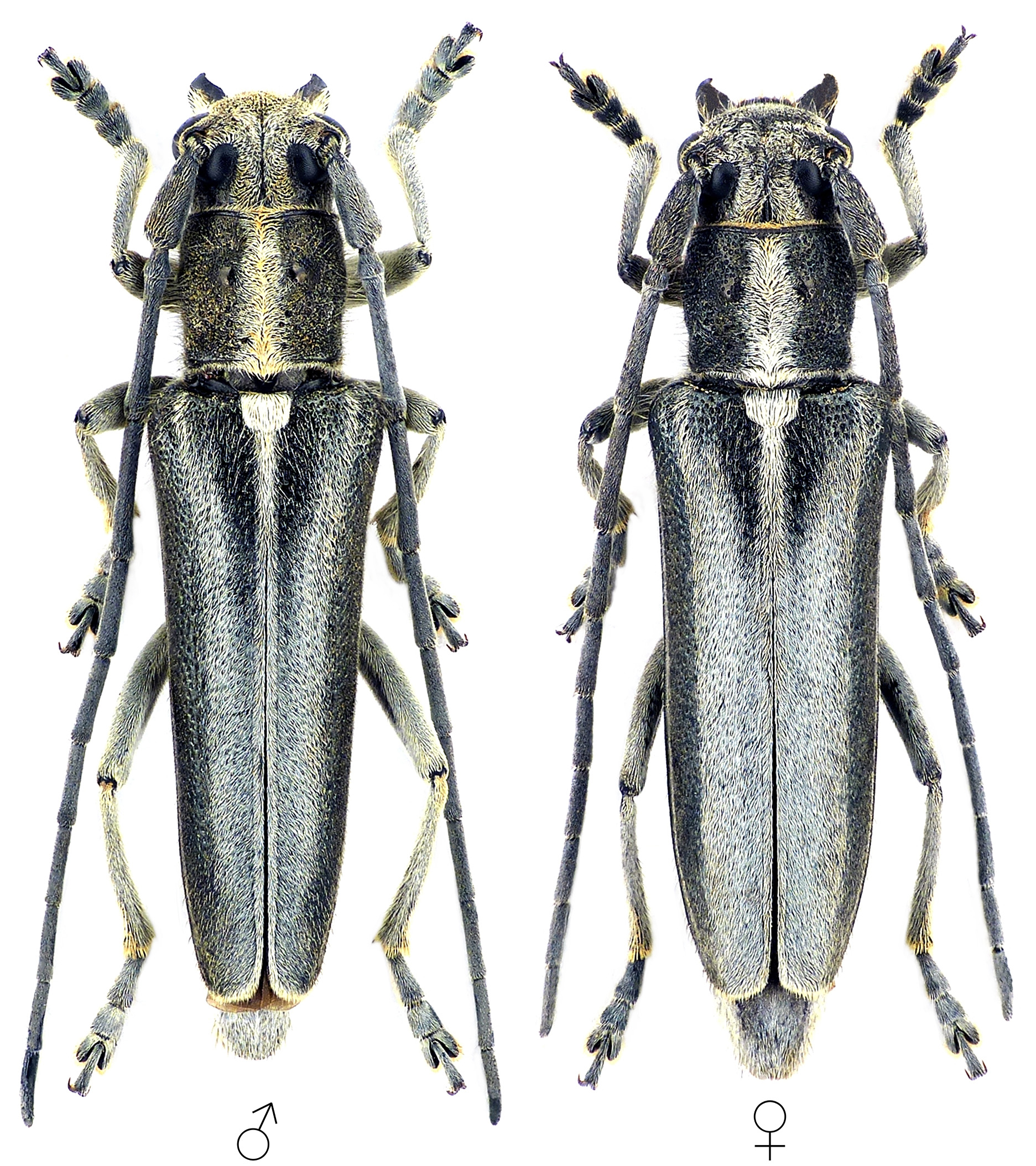 Semiangusta rebeccae