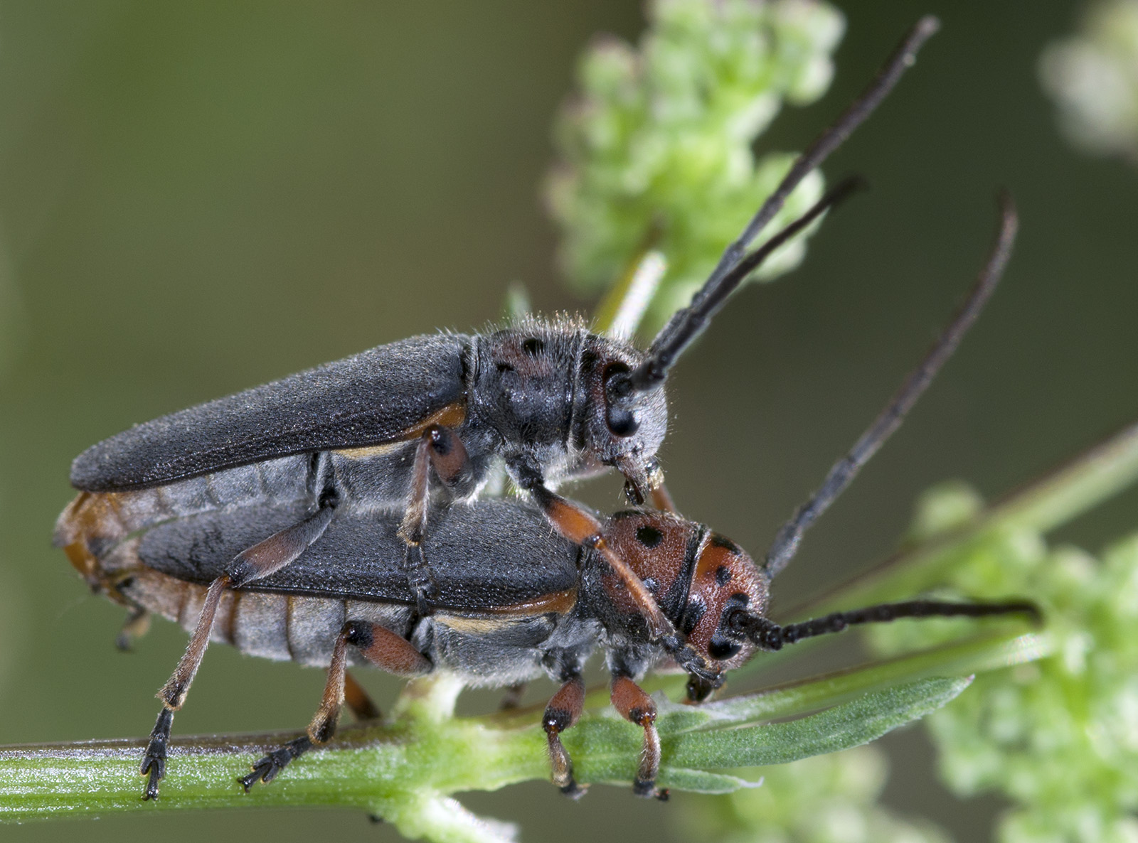 Phytoecia rubropunctata