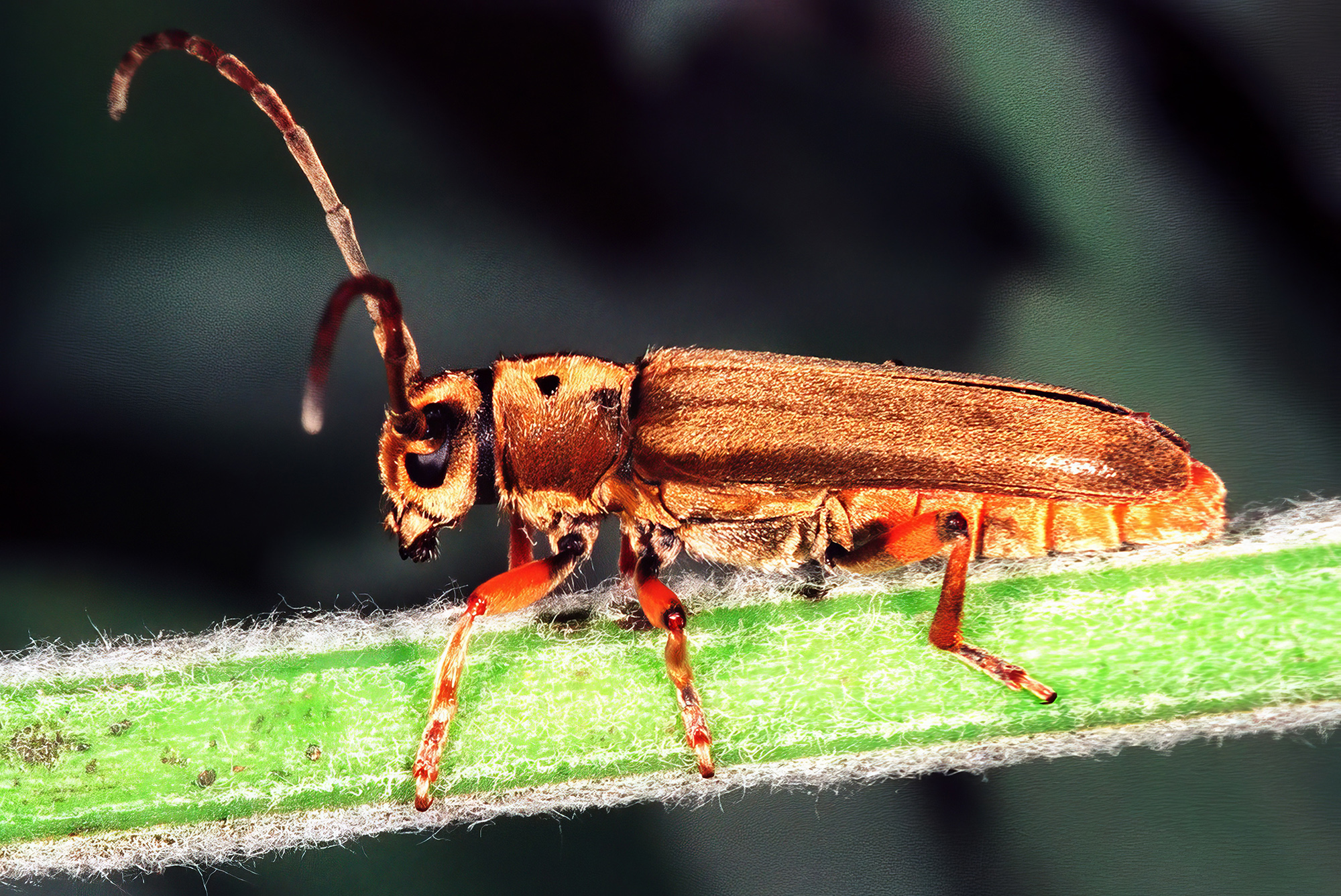 Phytoecia salvicola