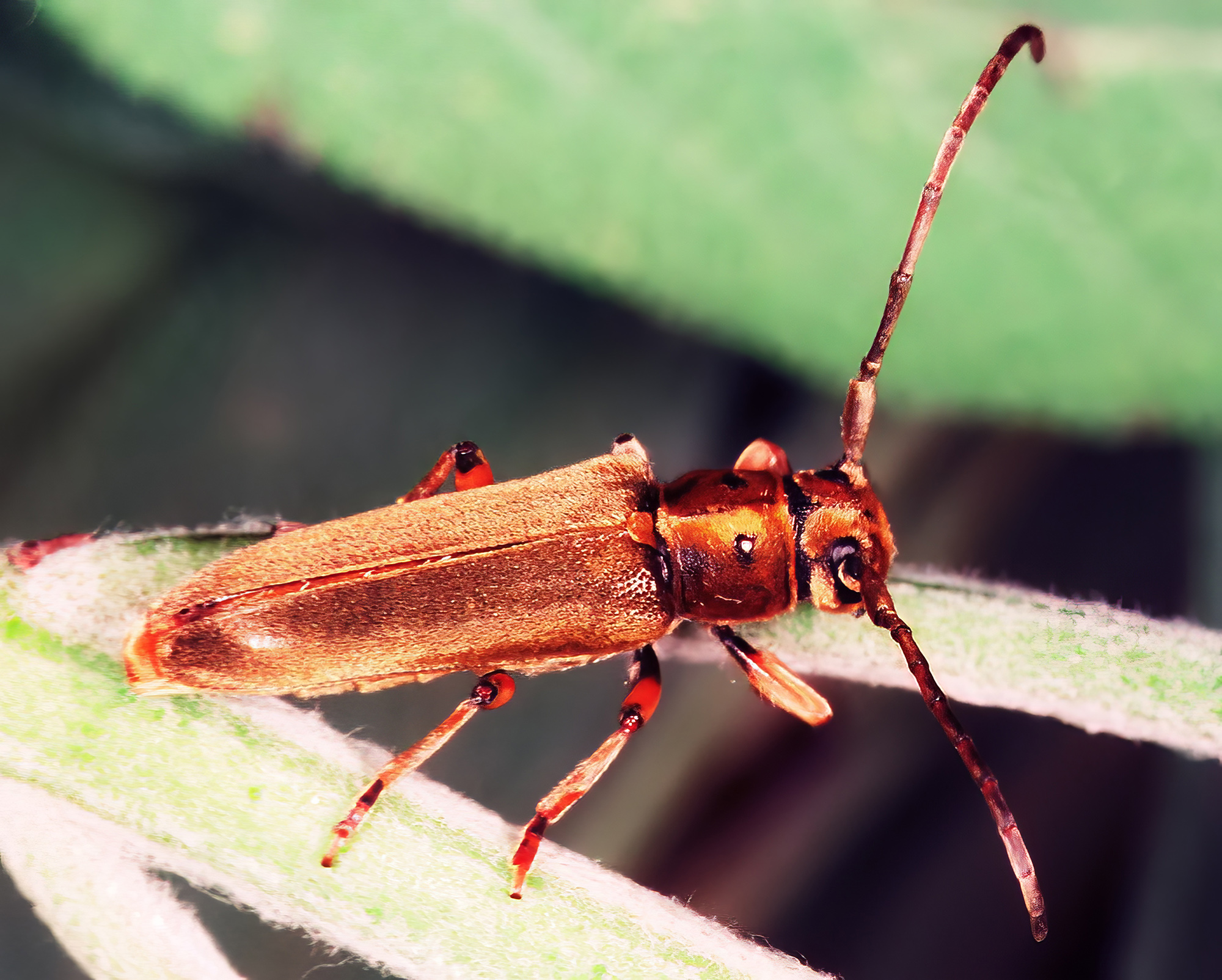 Phytoecia salvicola