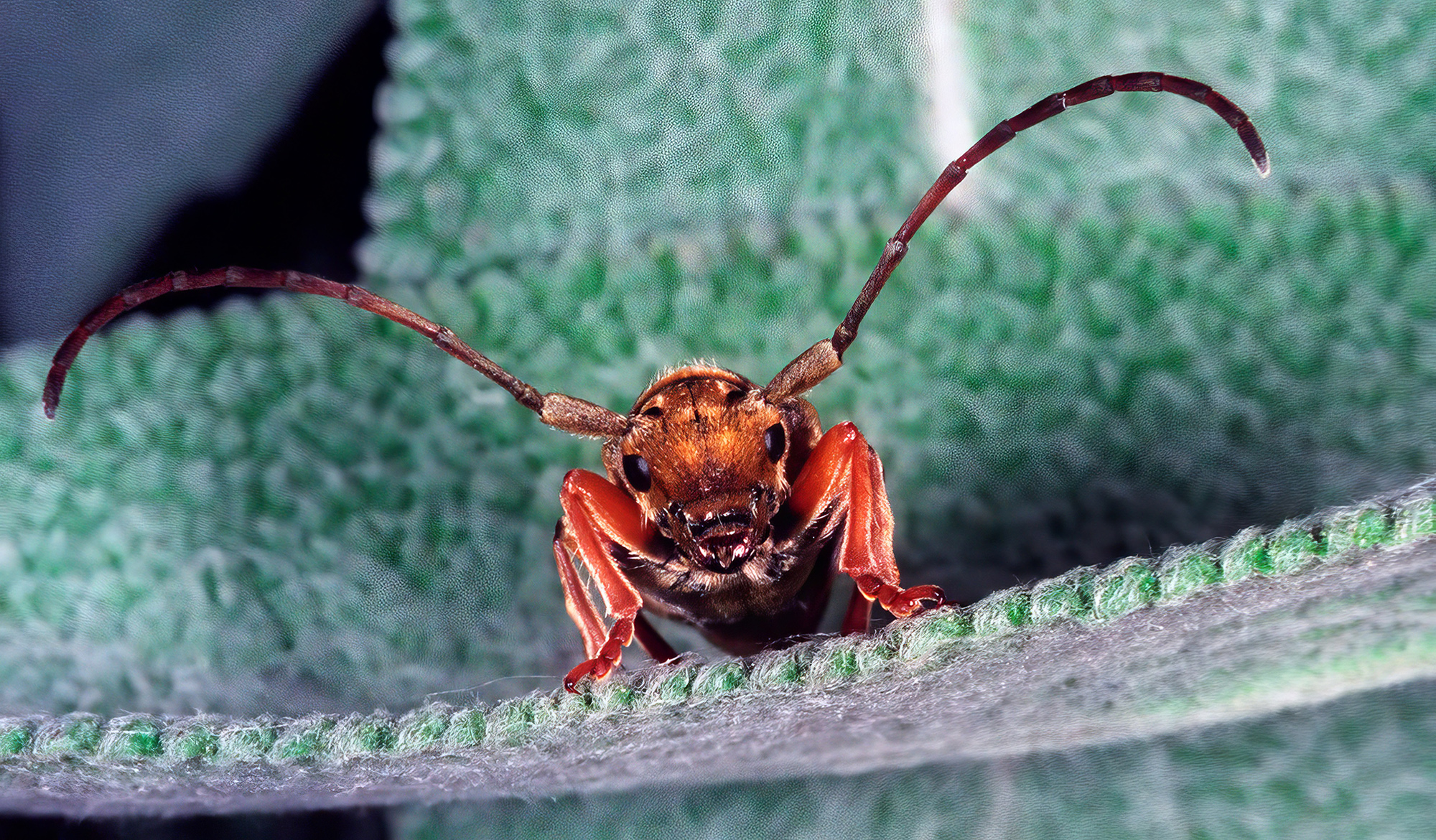 Phytoecia salvicola