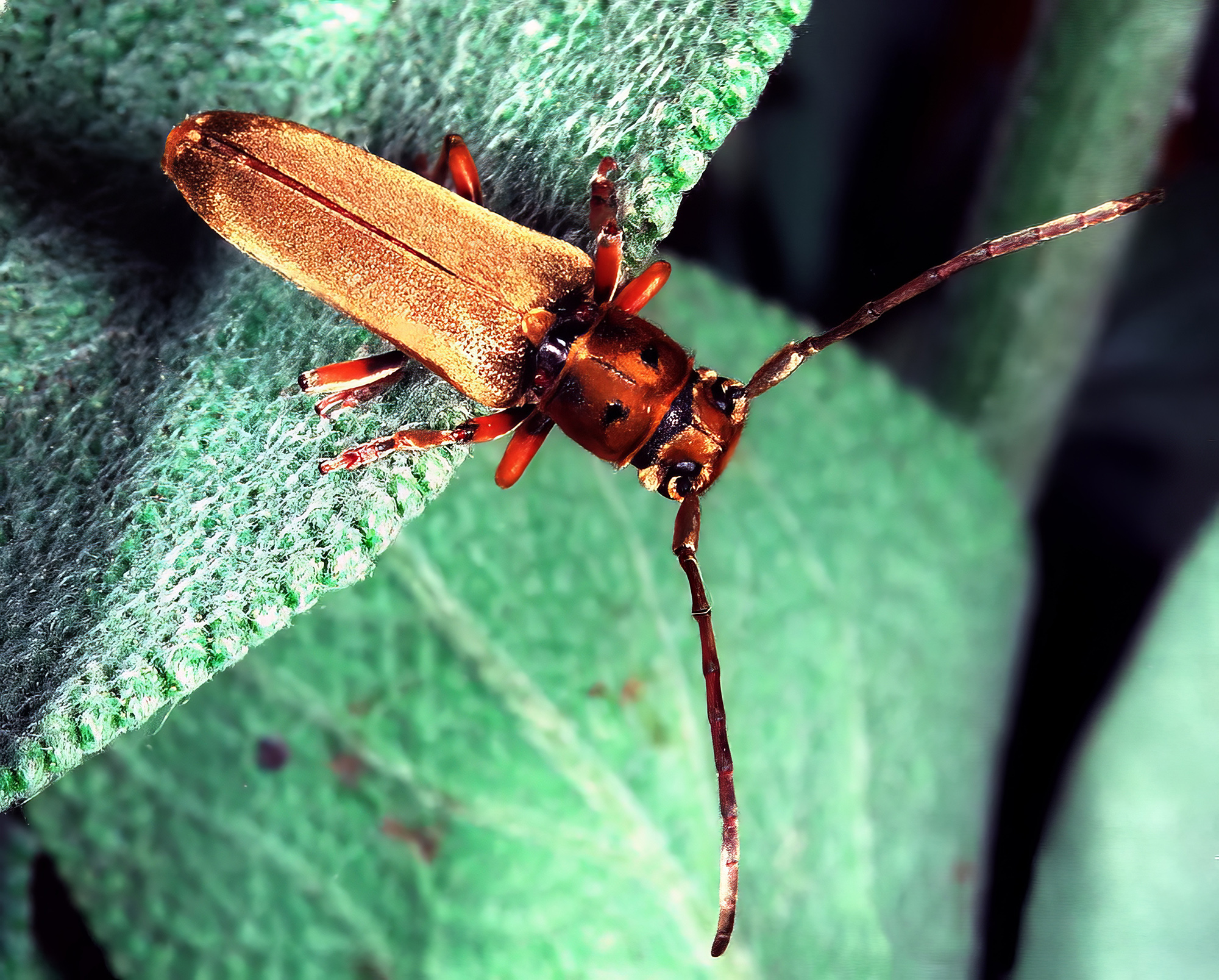 Phytoecia salvicola