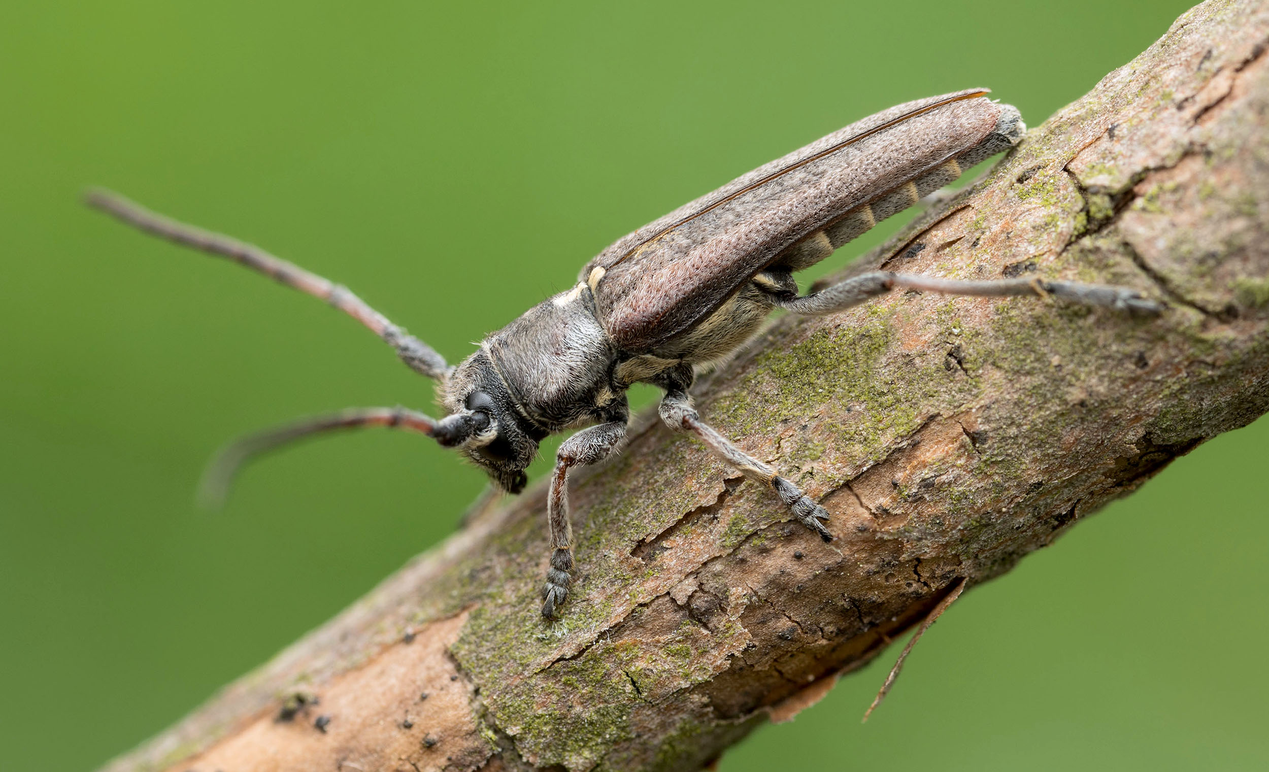 Phytoecia scutellata