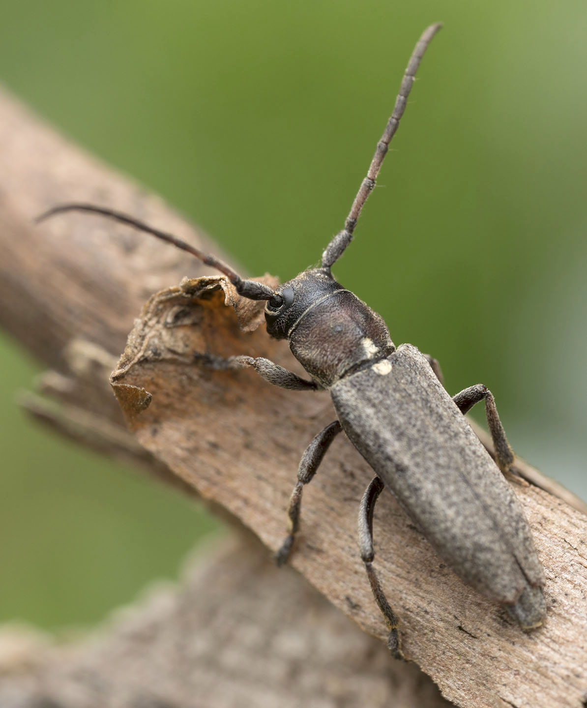 Phytoecia scutellata