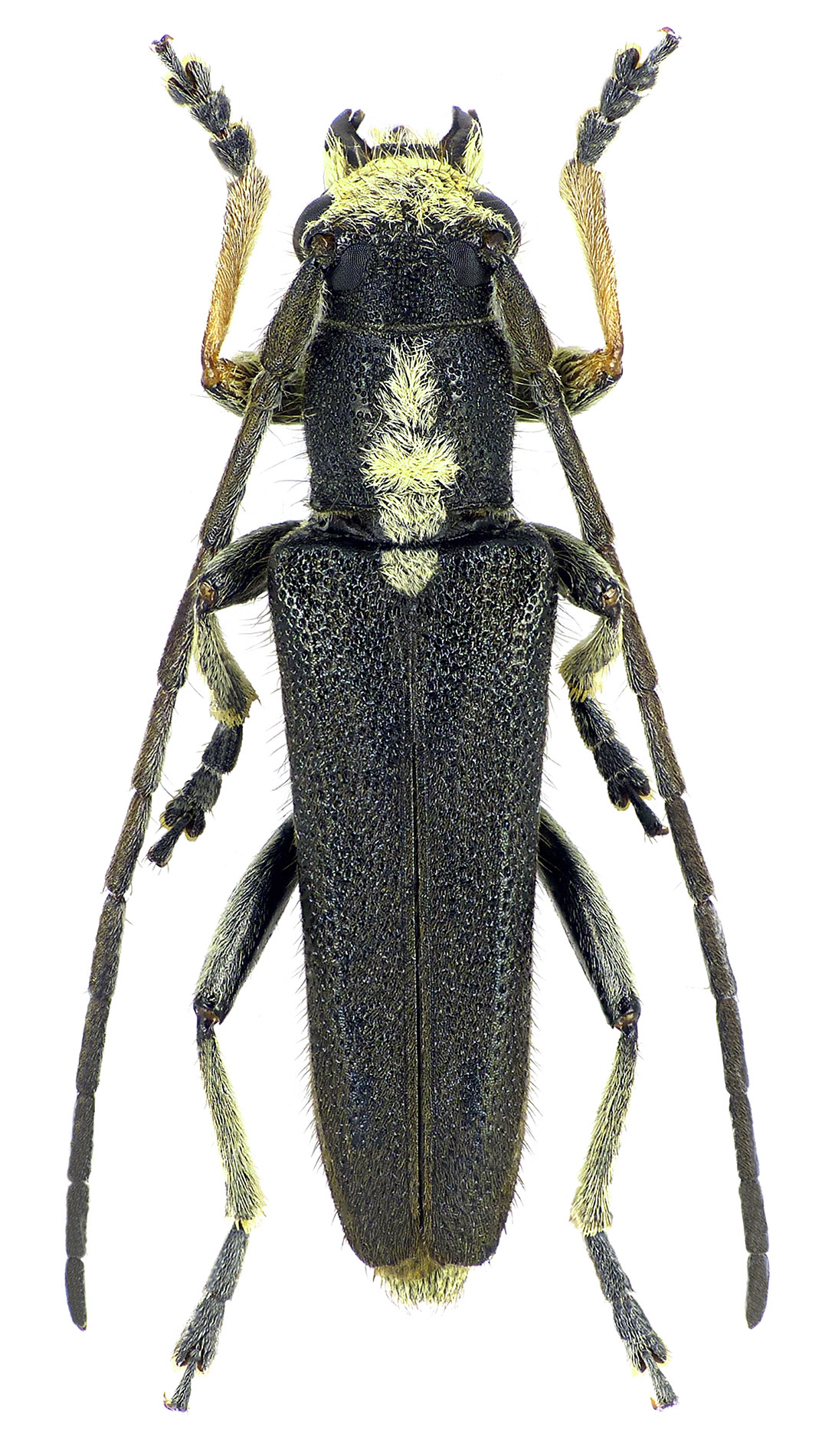 Phytoecia shokhini