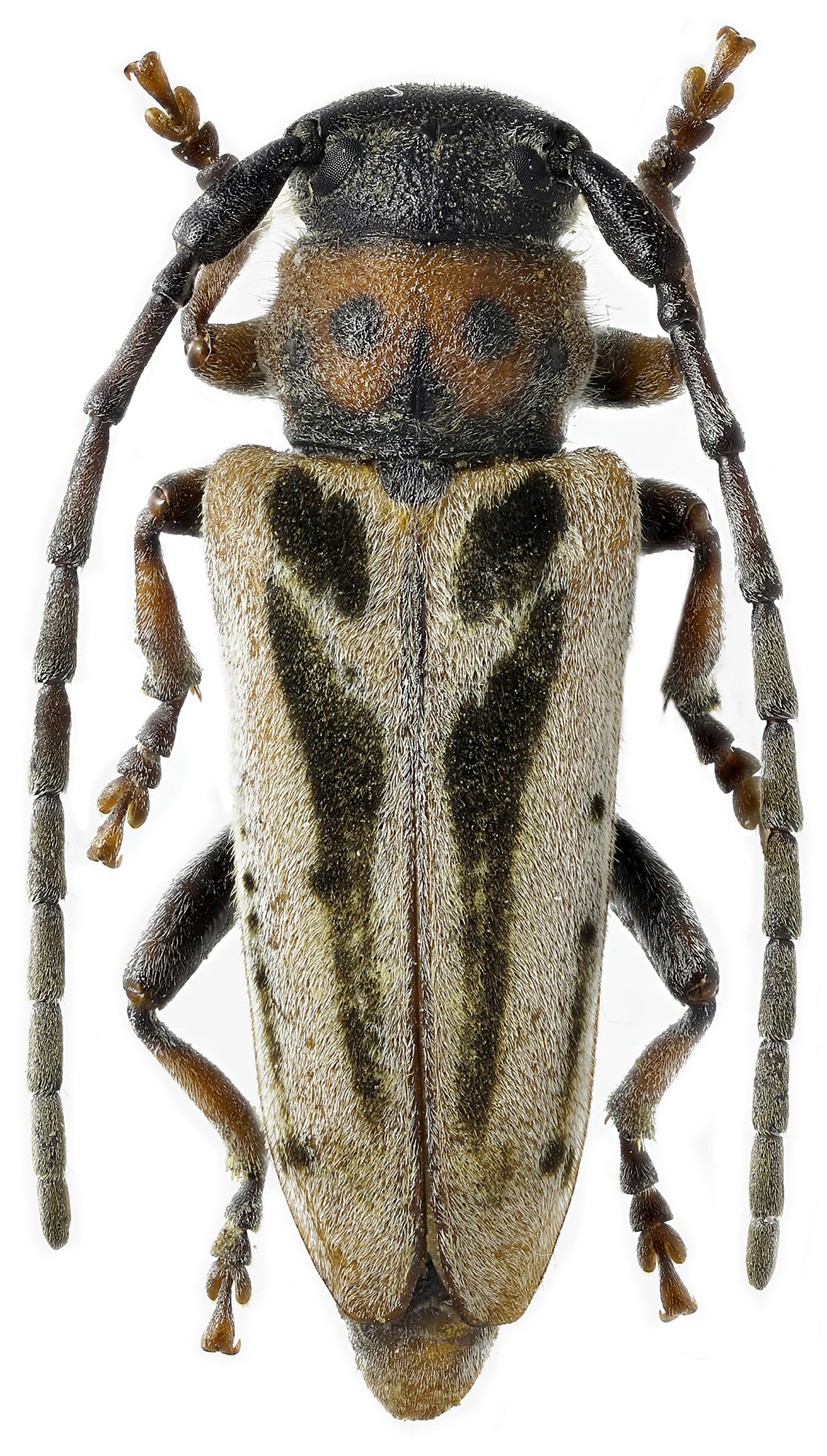 Phytoecia testaceovittata