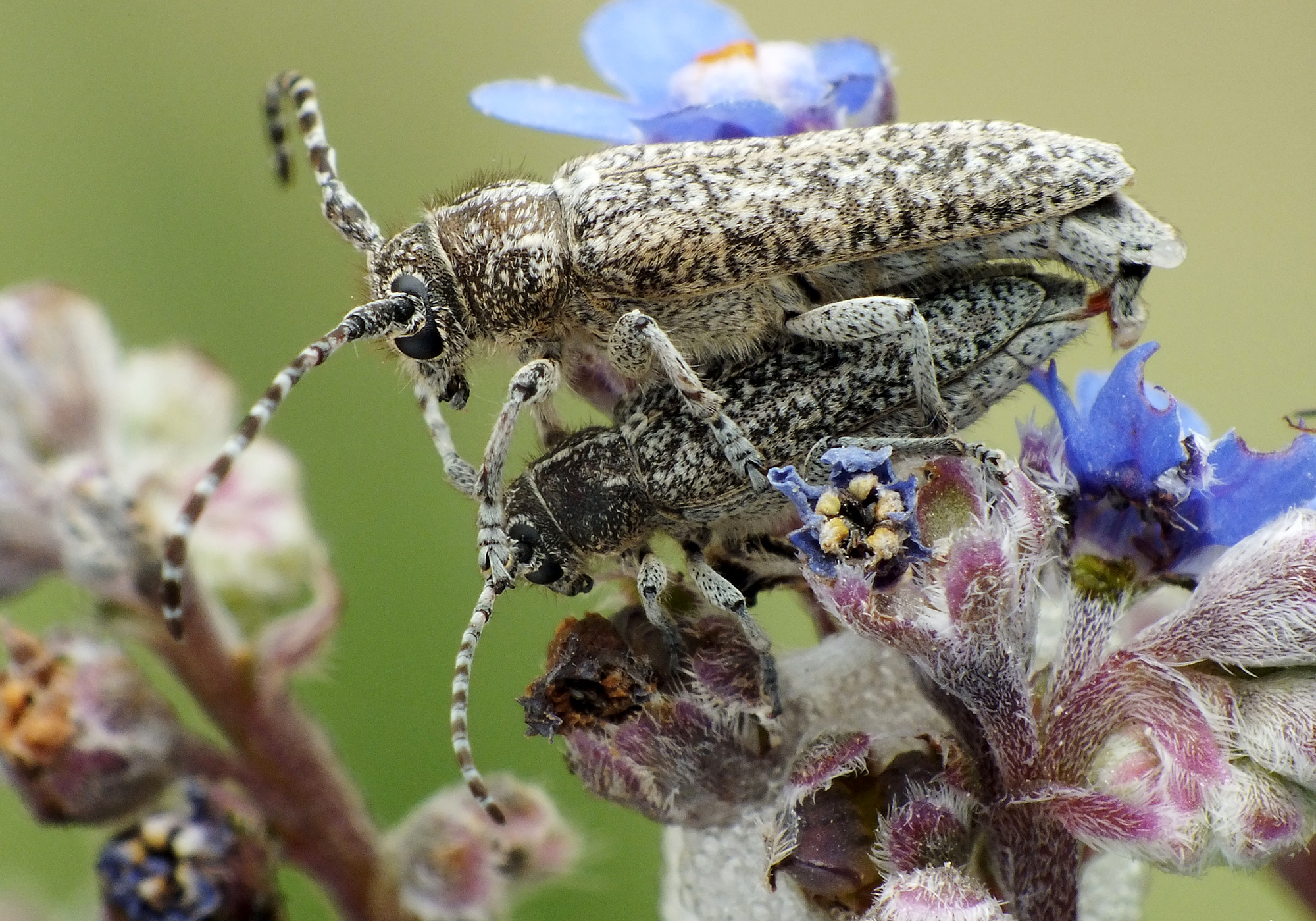 Pilemia tigrina