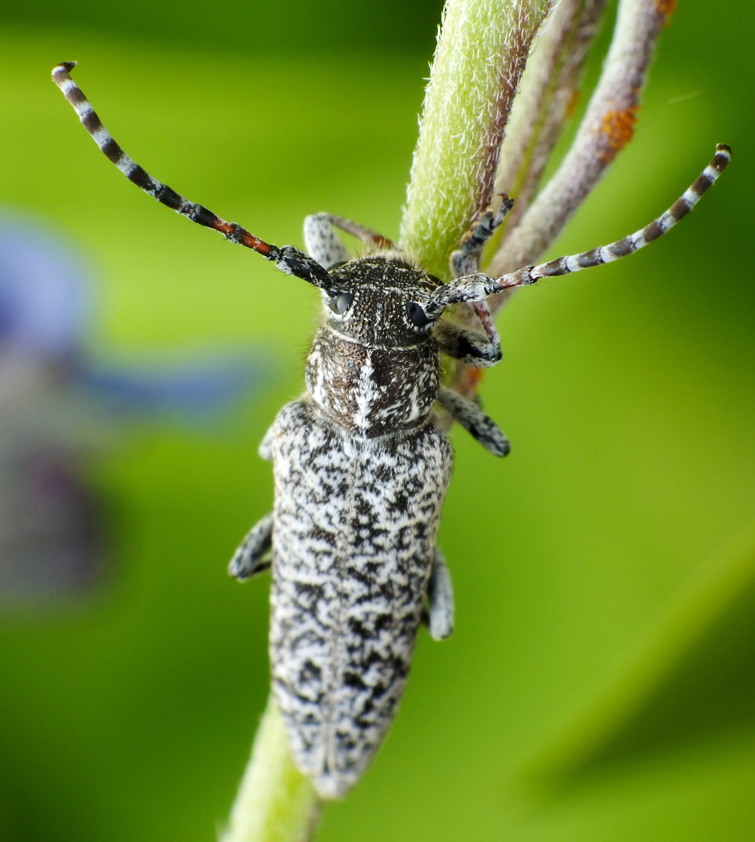 Pilemia tigrina