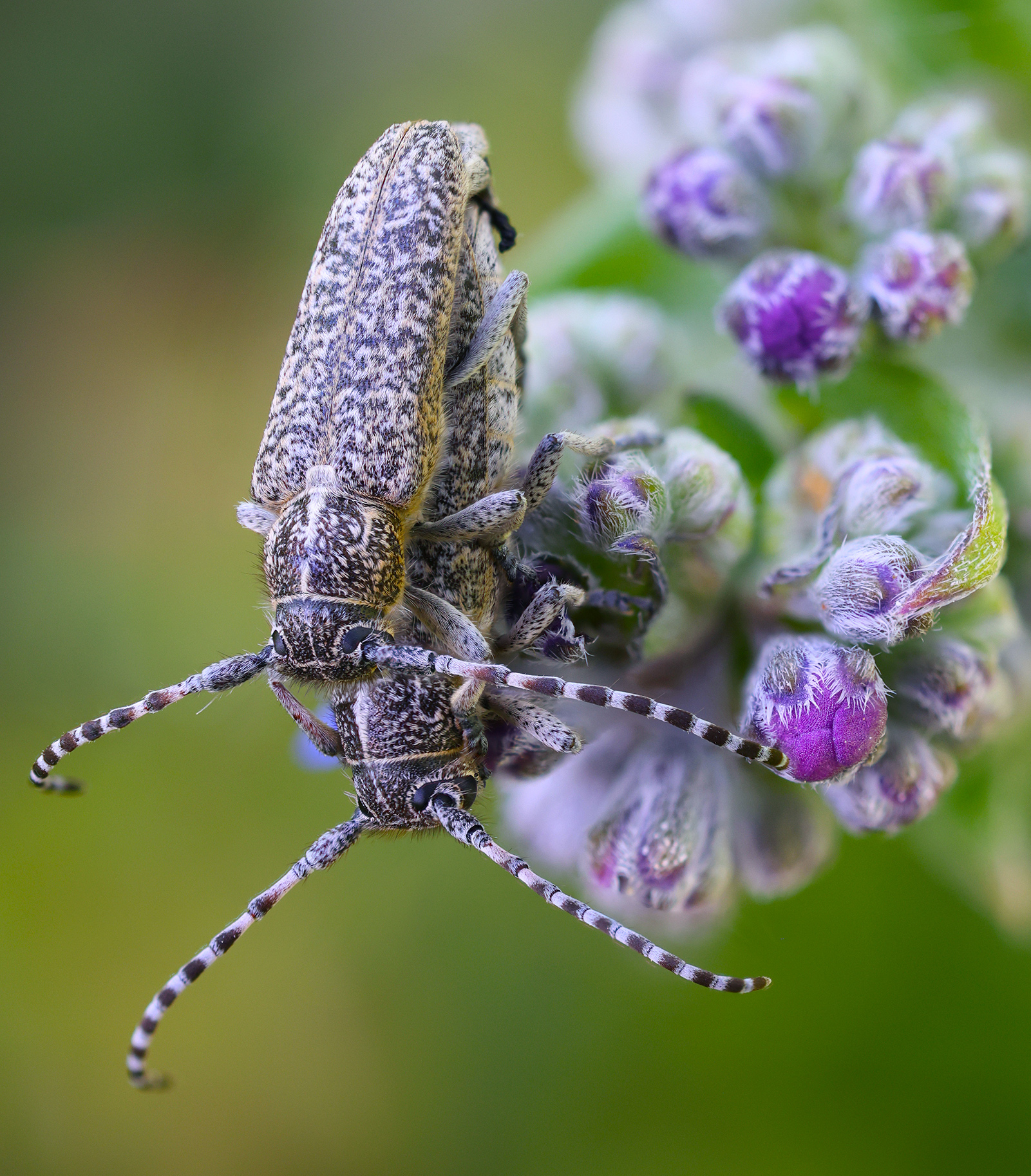 Pilemia tigrina