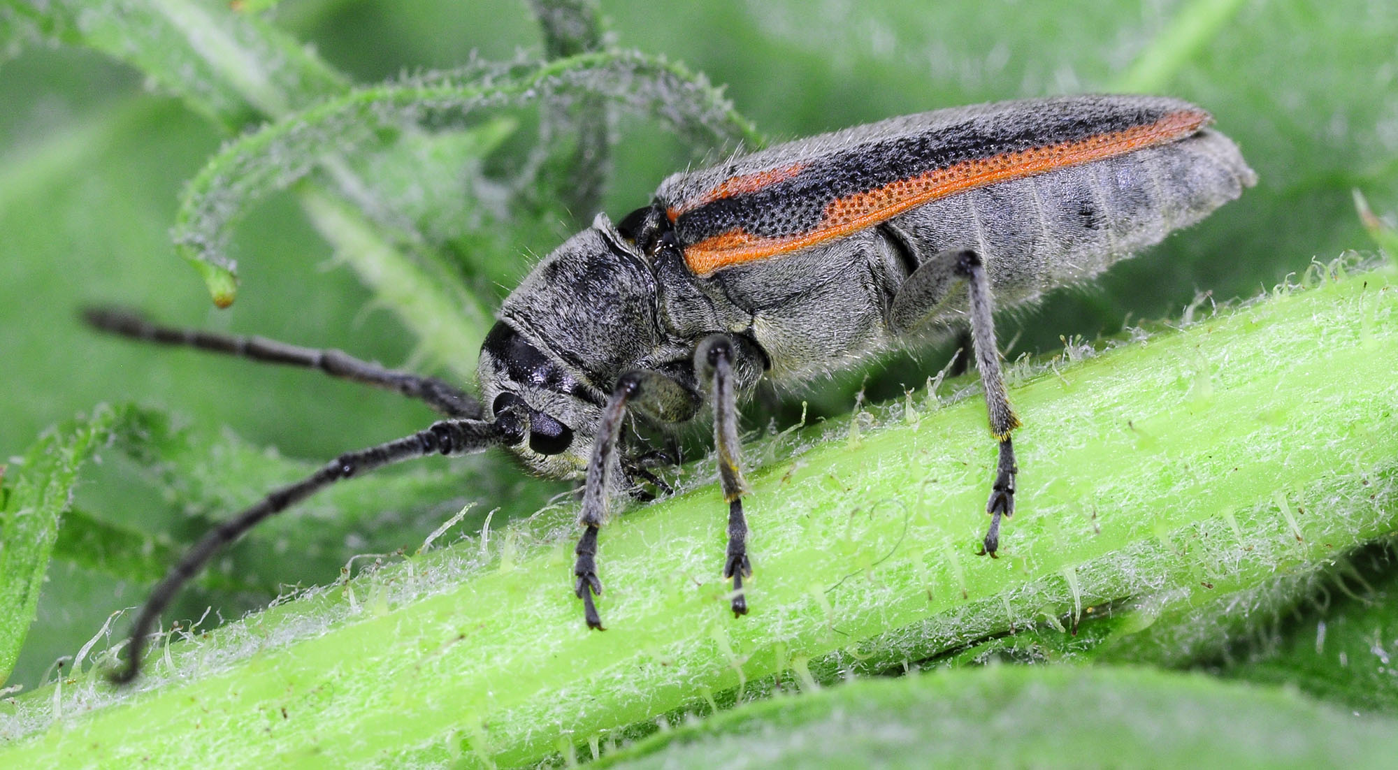 Phytoecia tirellii