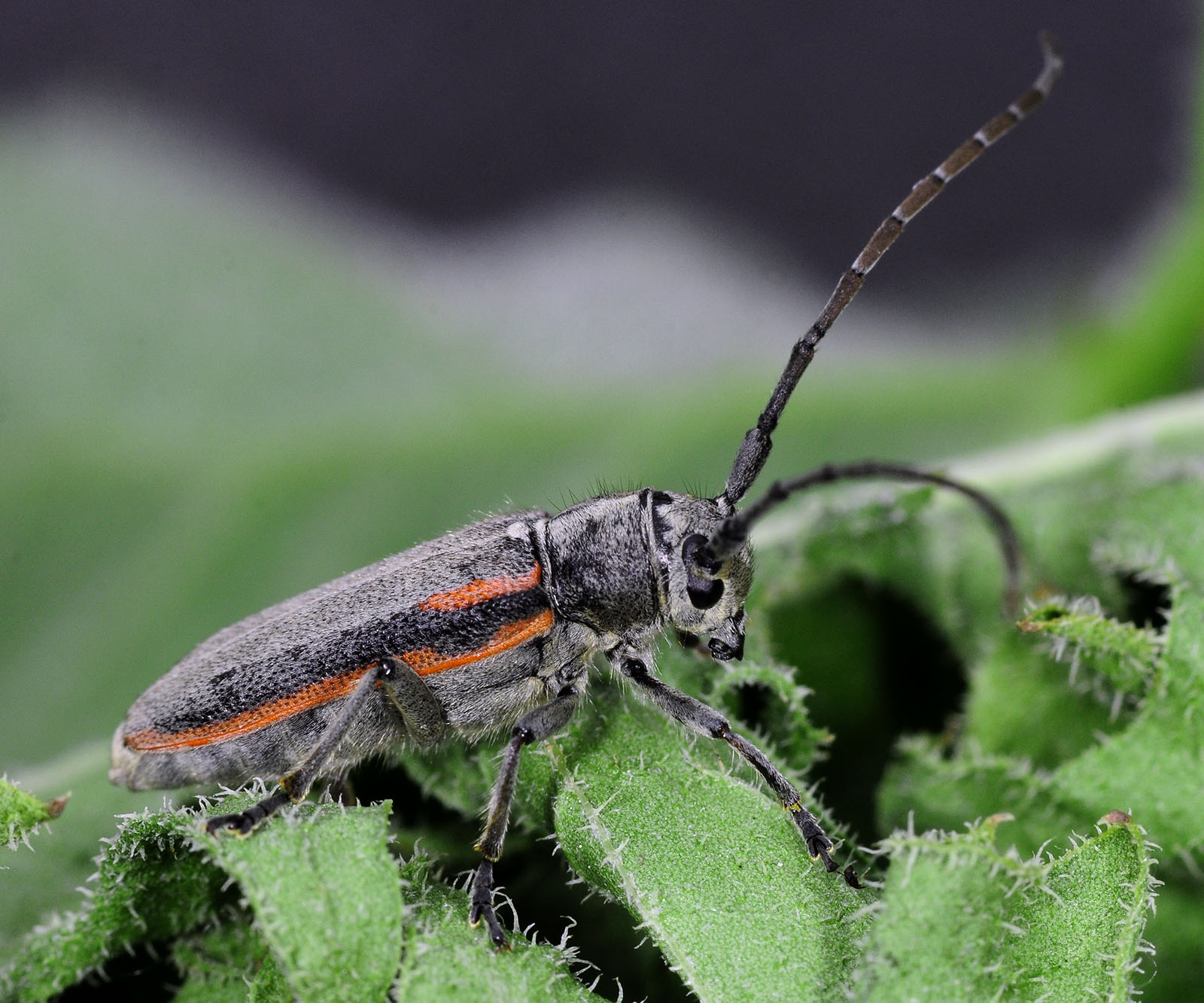 Phytoecia tirellii