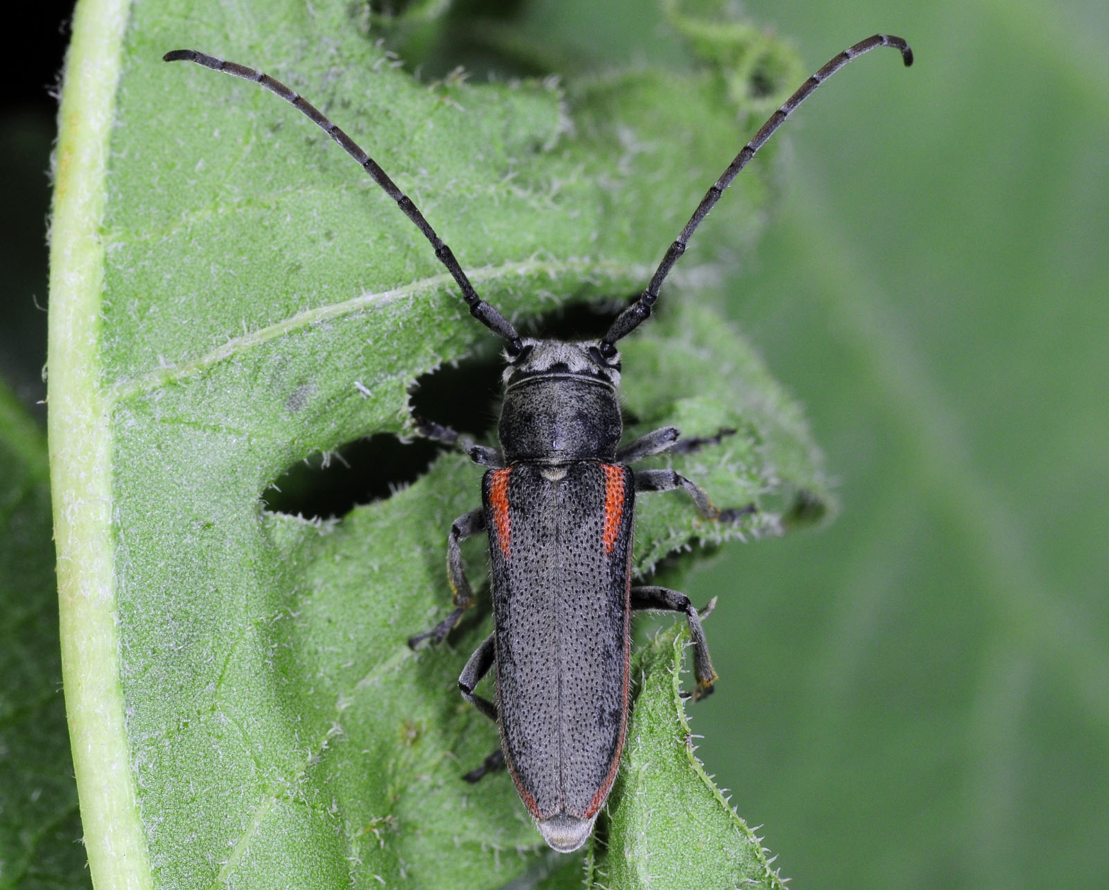 Phytoecia tirellii