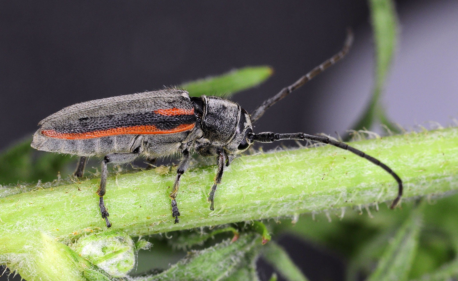 Phytoecia tirellii