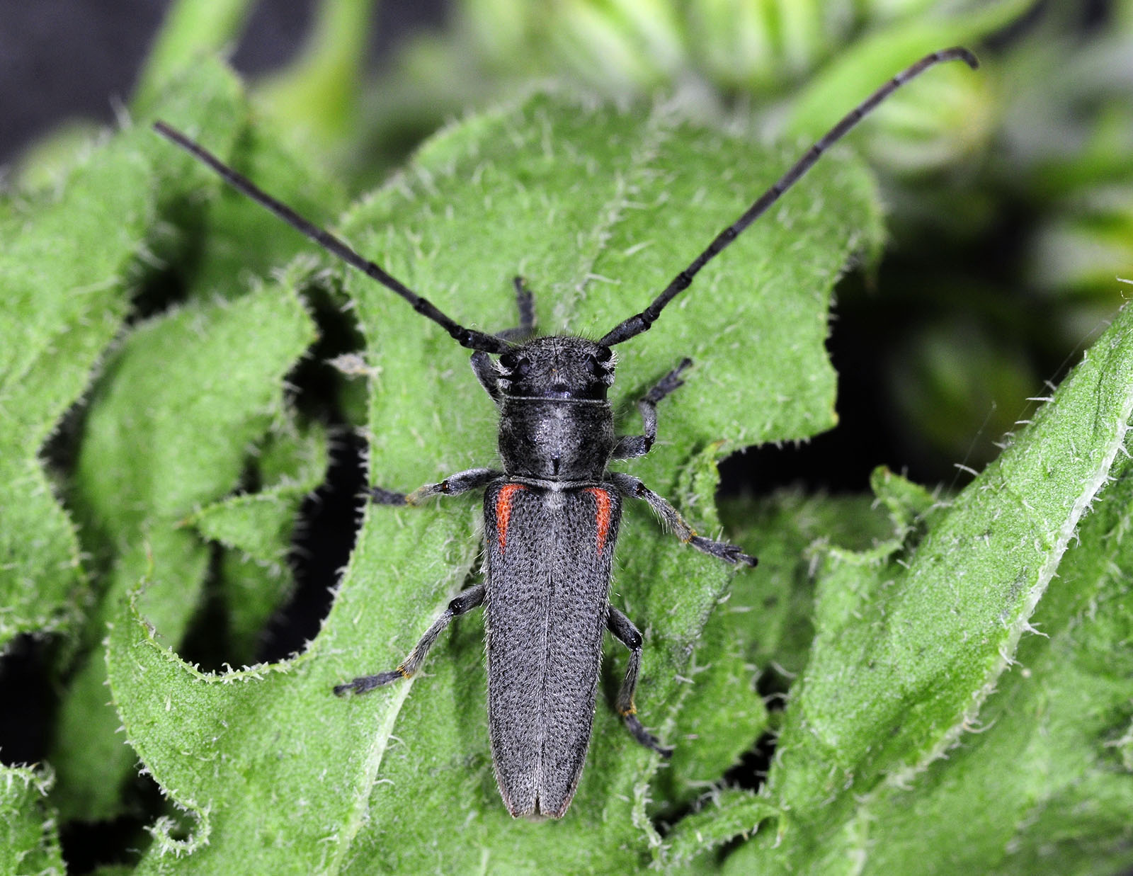 Phytoecia tirellii