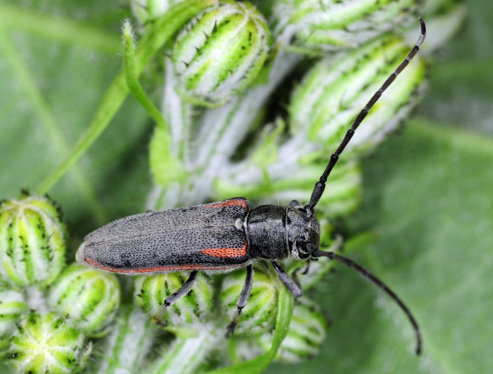 Phytoecia tirellii