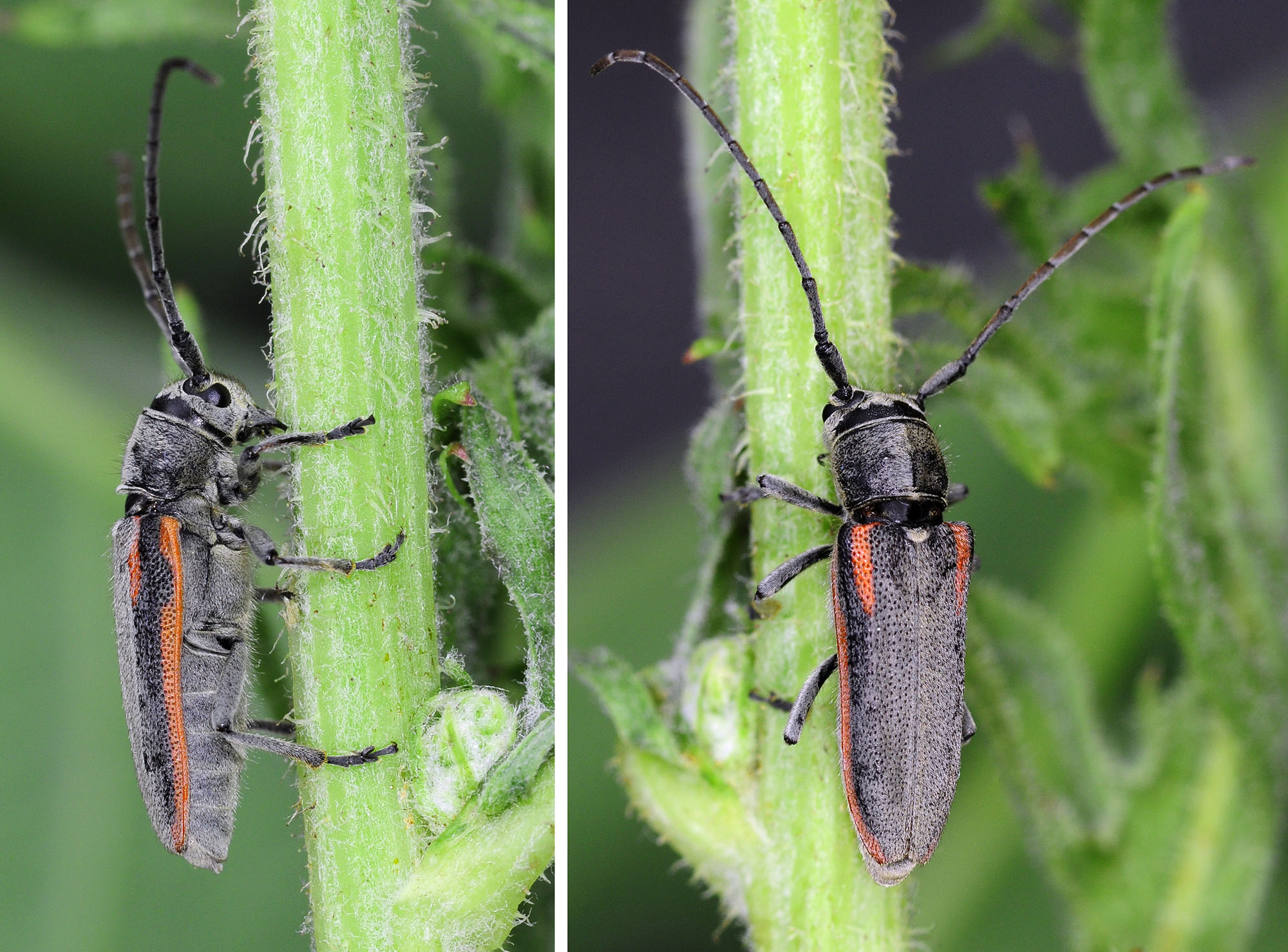 Phytoecia tirellii