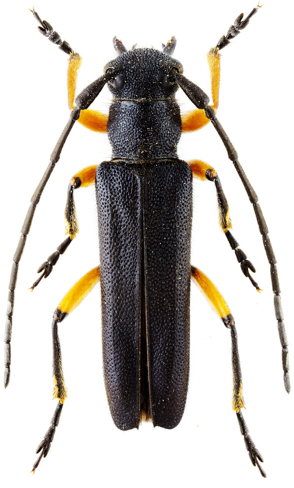 Phytoecia truncatipennis