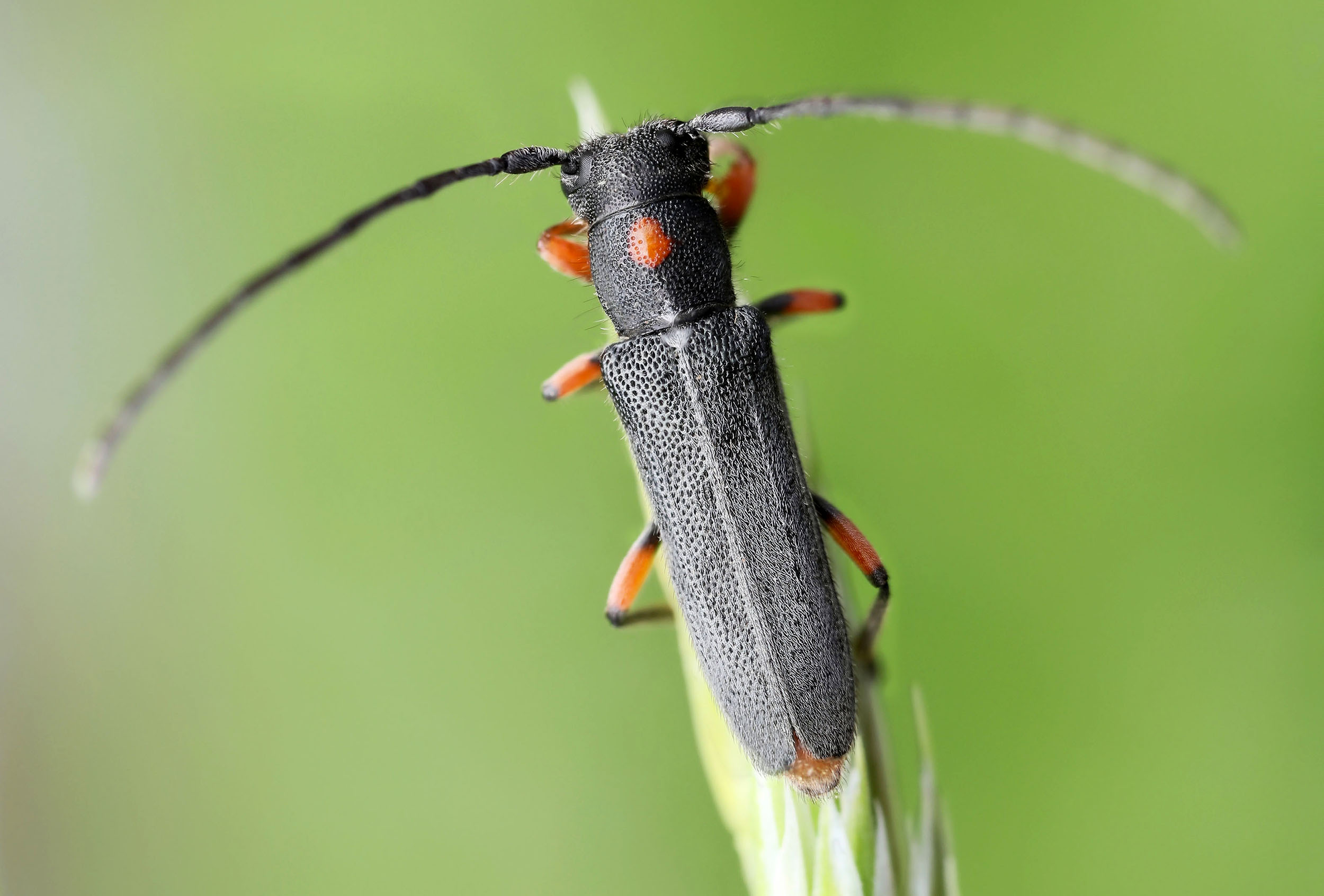 Phytoecia virgula virgula