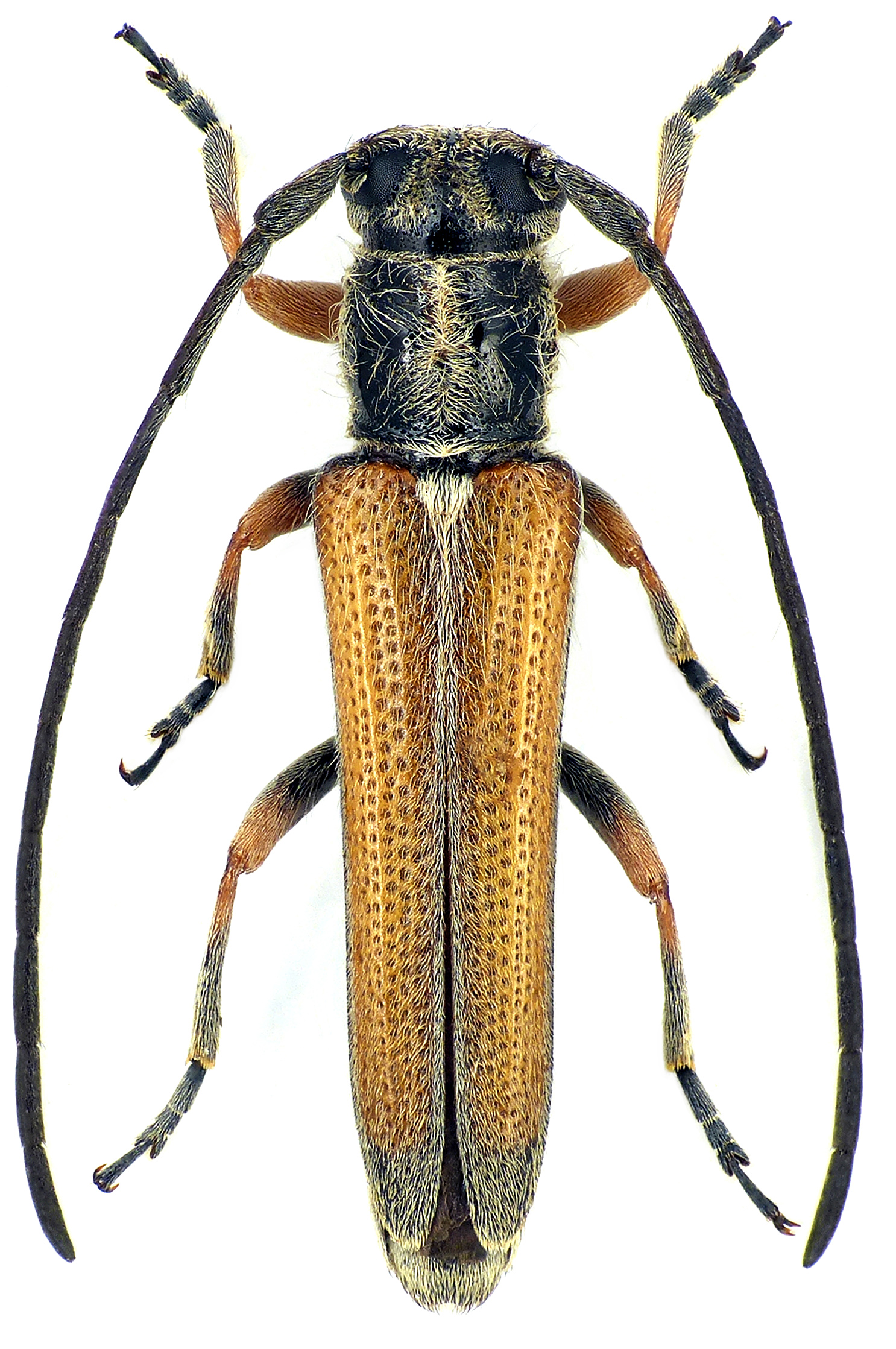 Phytoecia vittipennis pravei